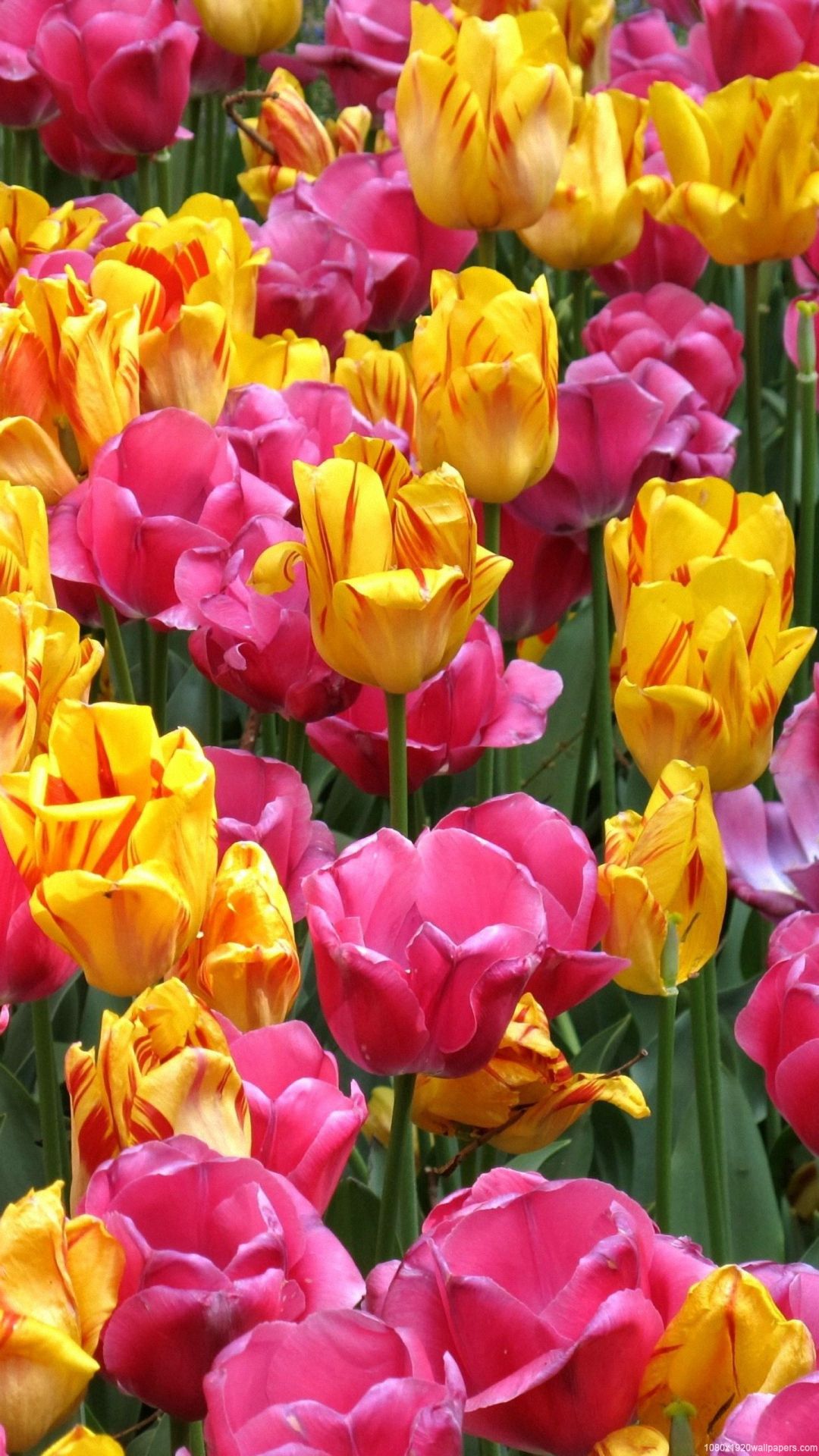 Colorful Tulip Flowers Wallpaper HD