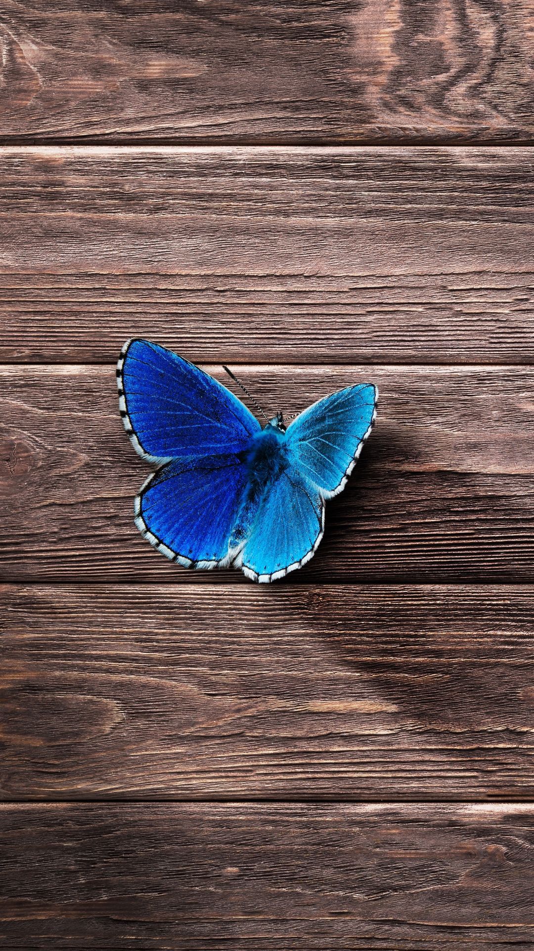 Butterfly iPhone Wallpaper (52 picture)
