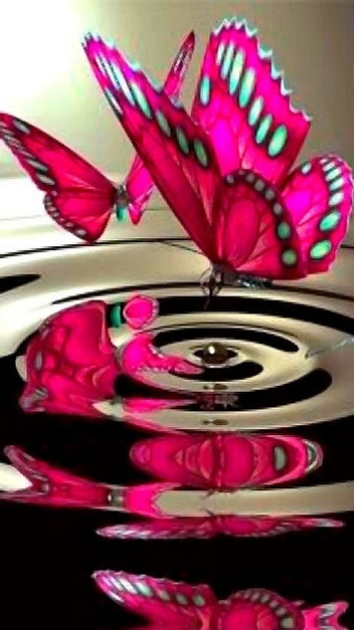 Download HD Wallpaper Of Pink Butterfly Butterfly Image HD