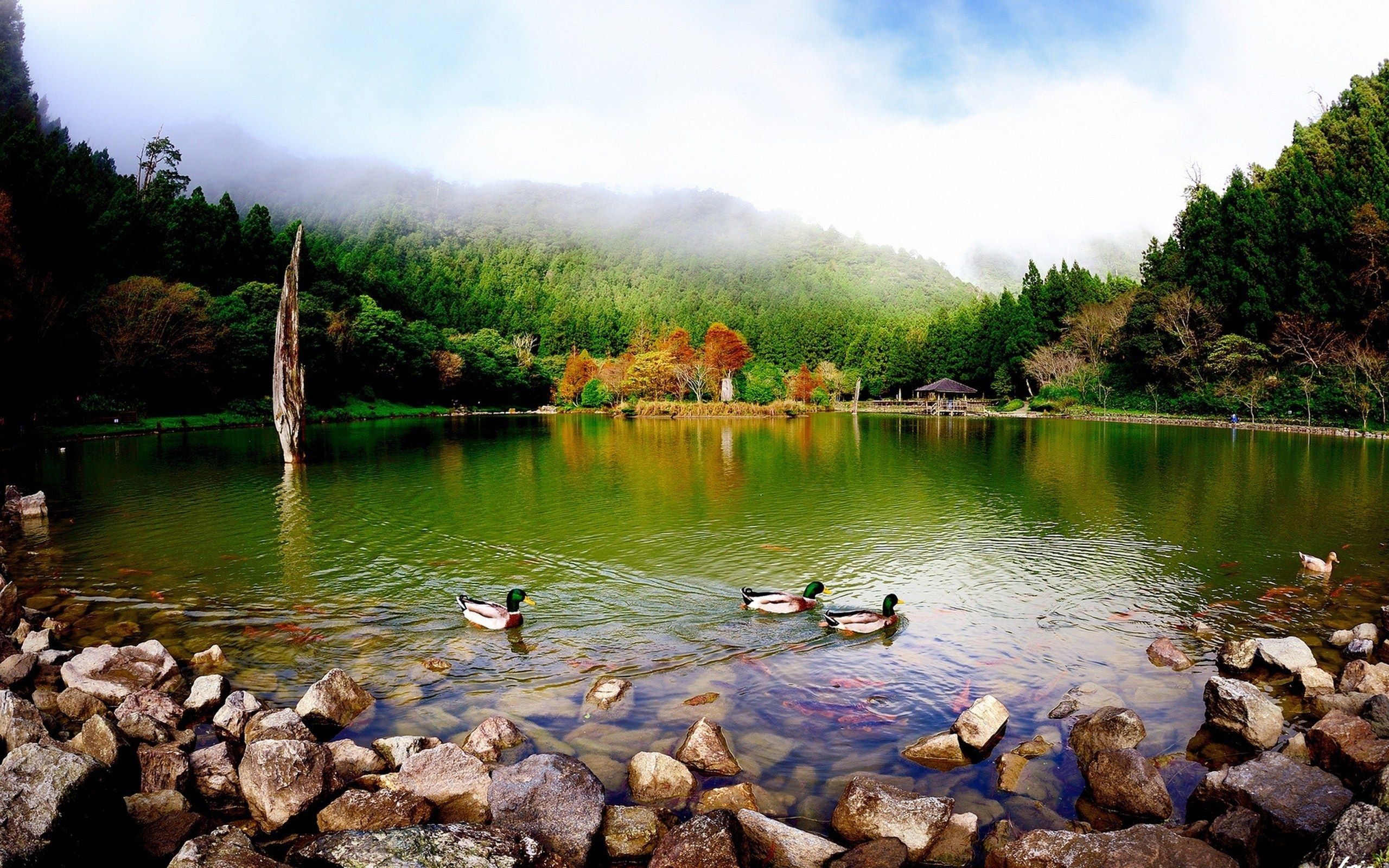 landscape, Nature, Beautiful, Forest, Area, Wild, Sky, Landscapes