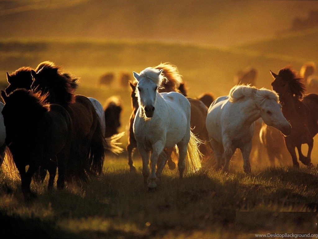 Wild Horses Wallpaper Free Wild Horses Background