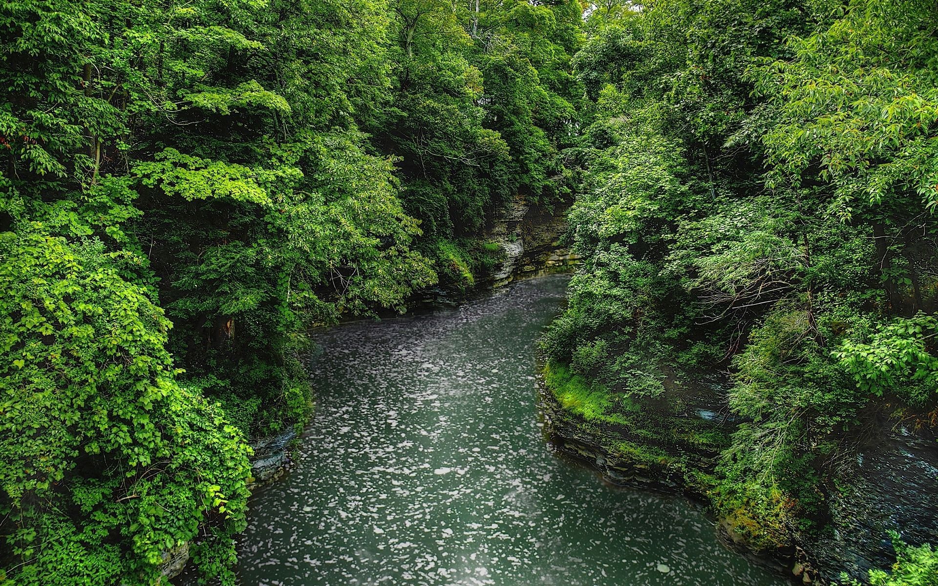 Beautiful Forest & Wild River wallpaper. Beautiful Forest & Wild