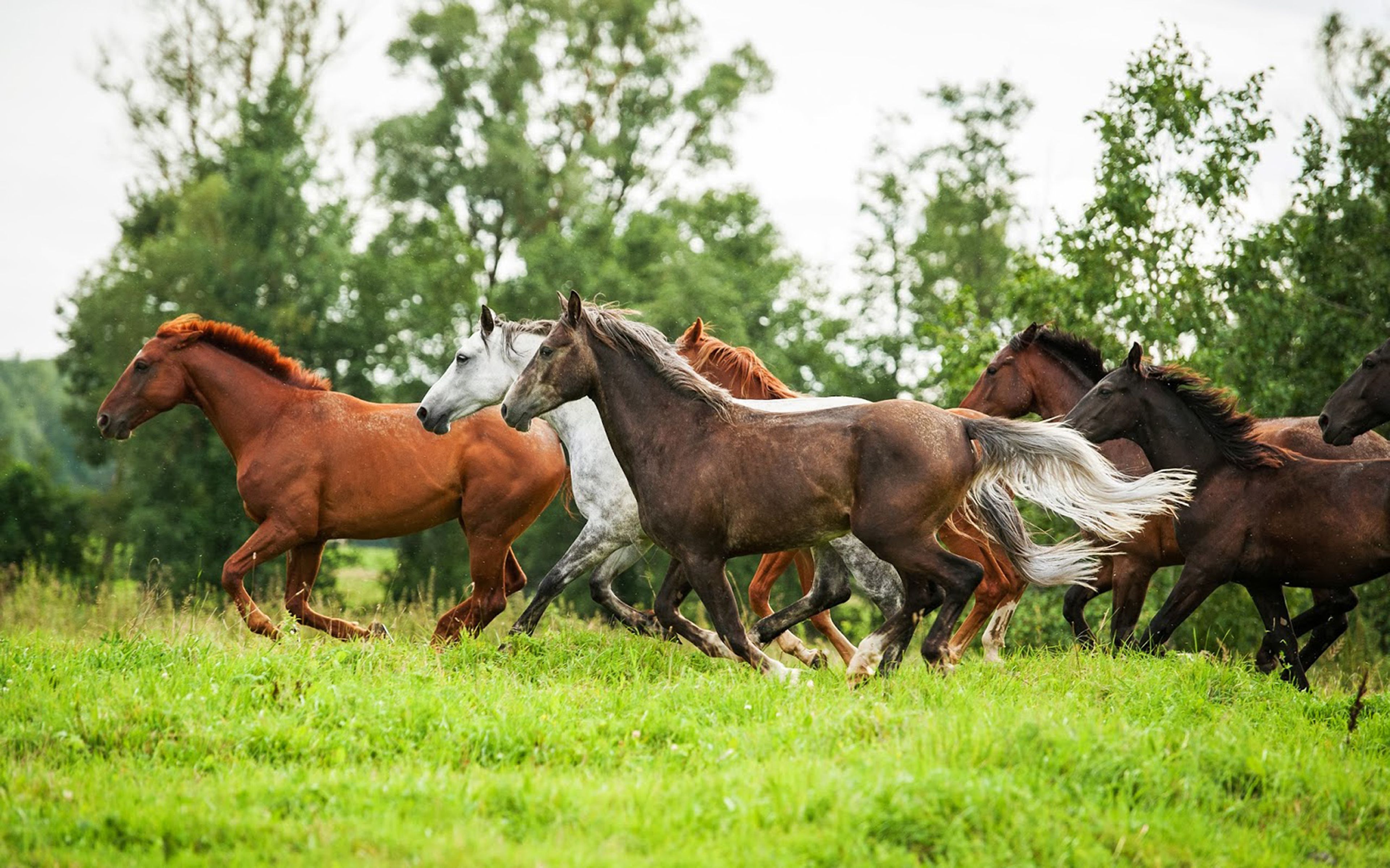 Beautiful Wild Horses In Running HD Desktop Wallpaper