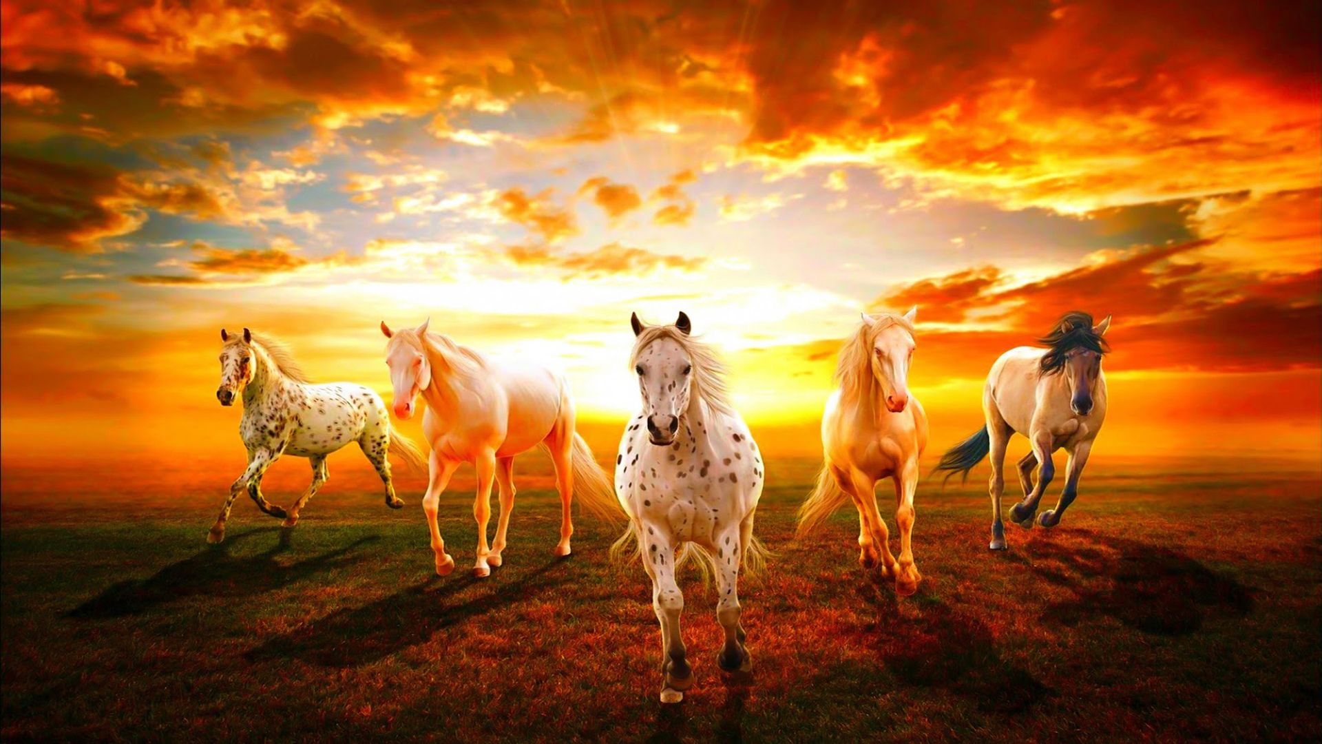 a group of wild horses racing at sunset HD Wallpaper. Background