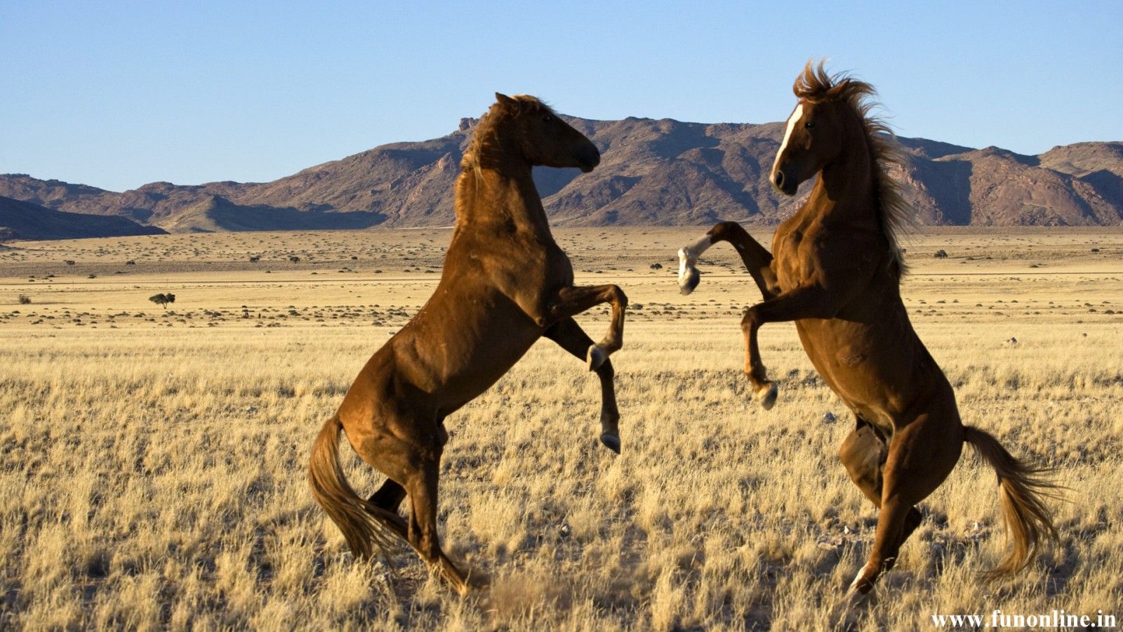 Free download Beautiful Wallpaper wild horses wallpaper