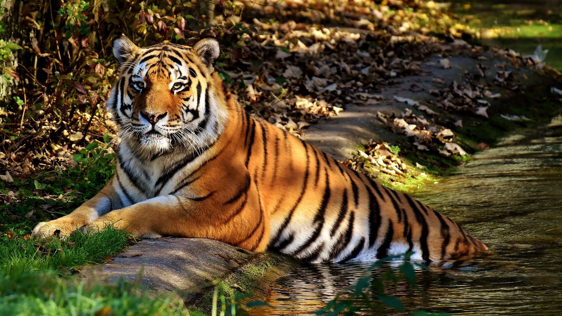 Tiger Relaxing in Water Wallpaper