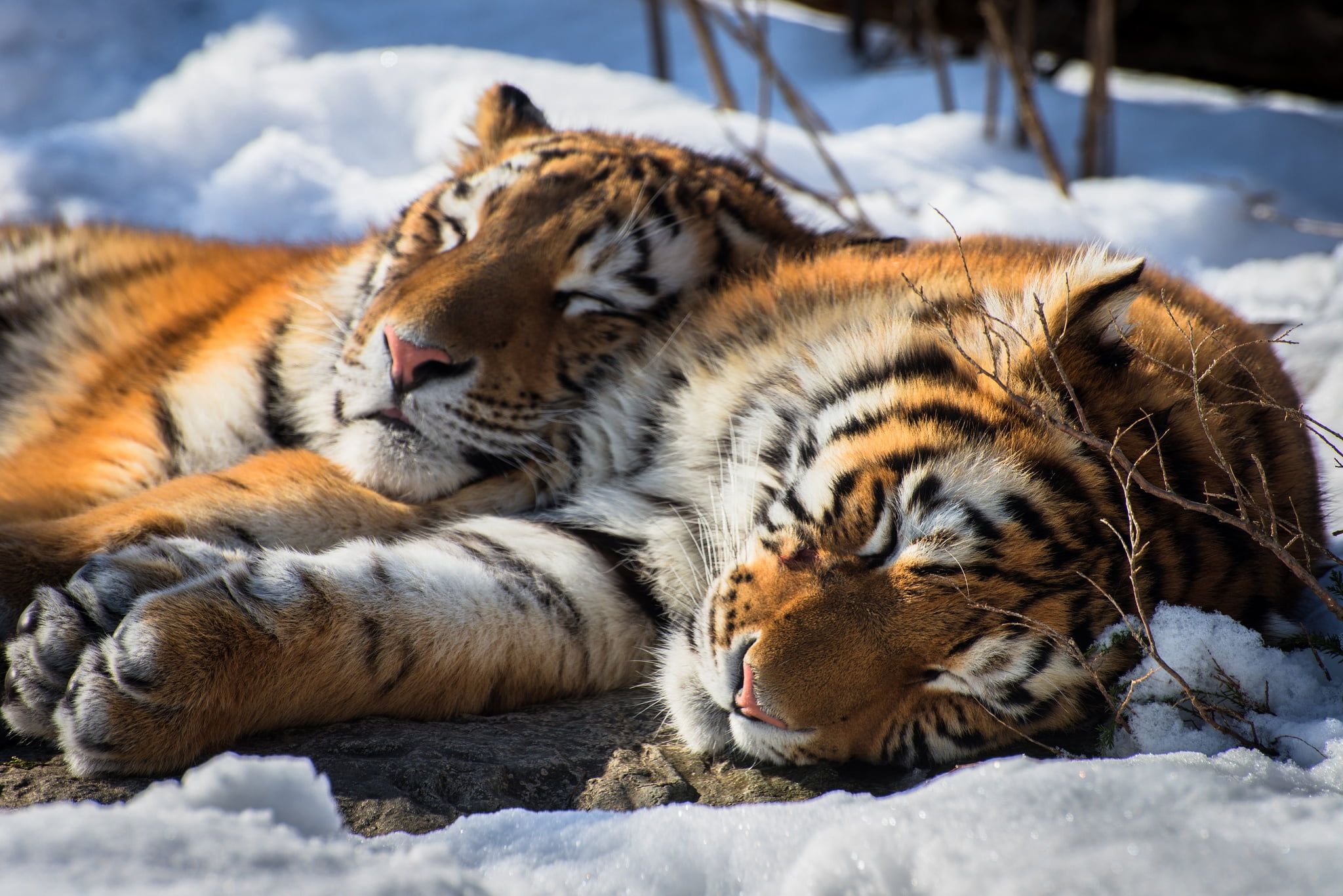 Two tigers, tiger, sleeping, relaxing, animals HD wallpaper
