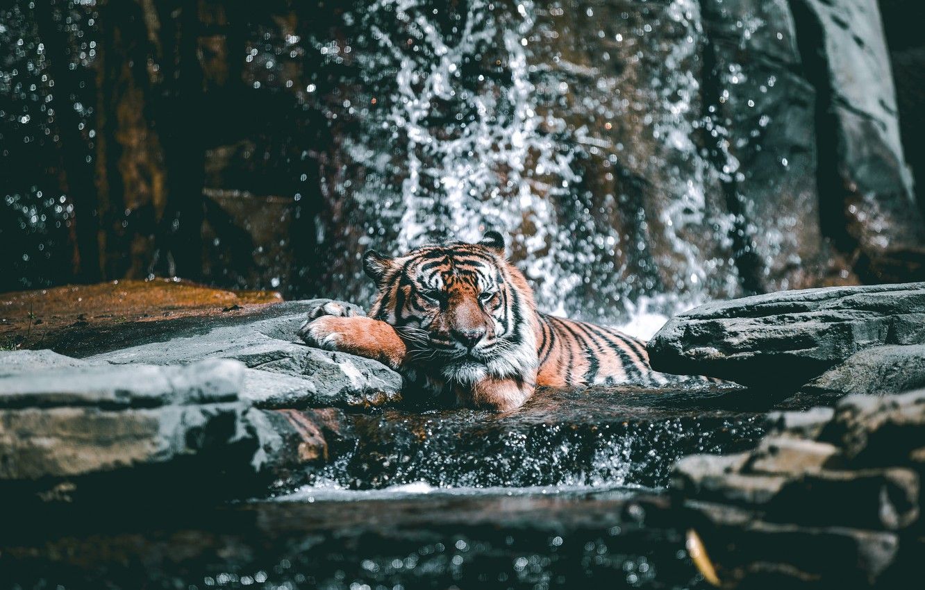 Wallpaper Tiger, Relax, Water, Cat, Stones, Drops image