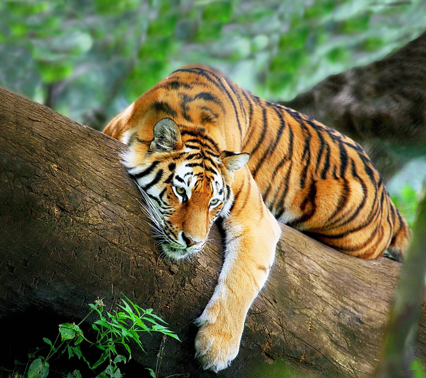 Tiger Relax wallpaper
