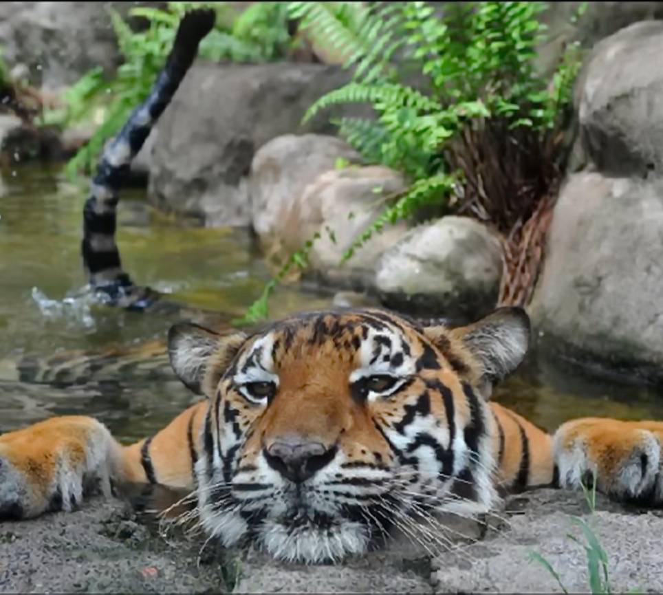 Tiger Relaxing wallpaper
