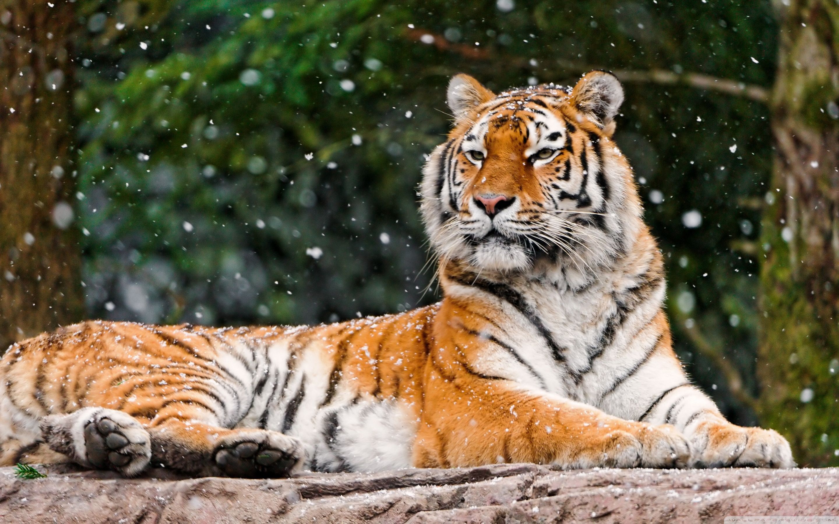 Awesome Relaxing Tiger HD wallpaper