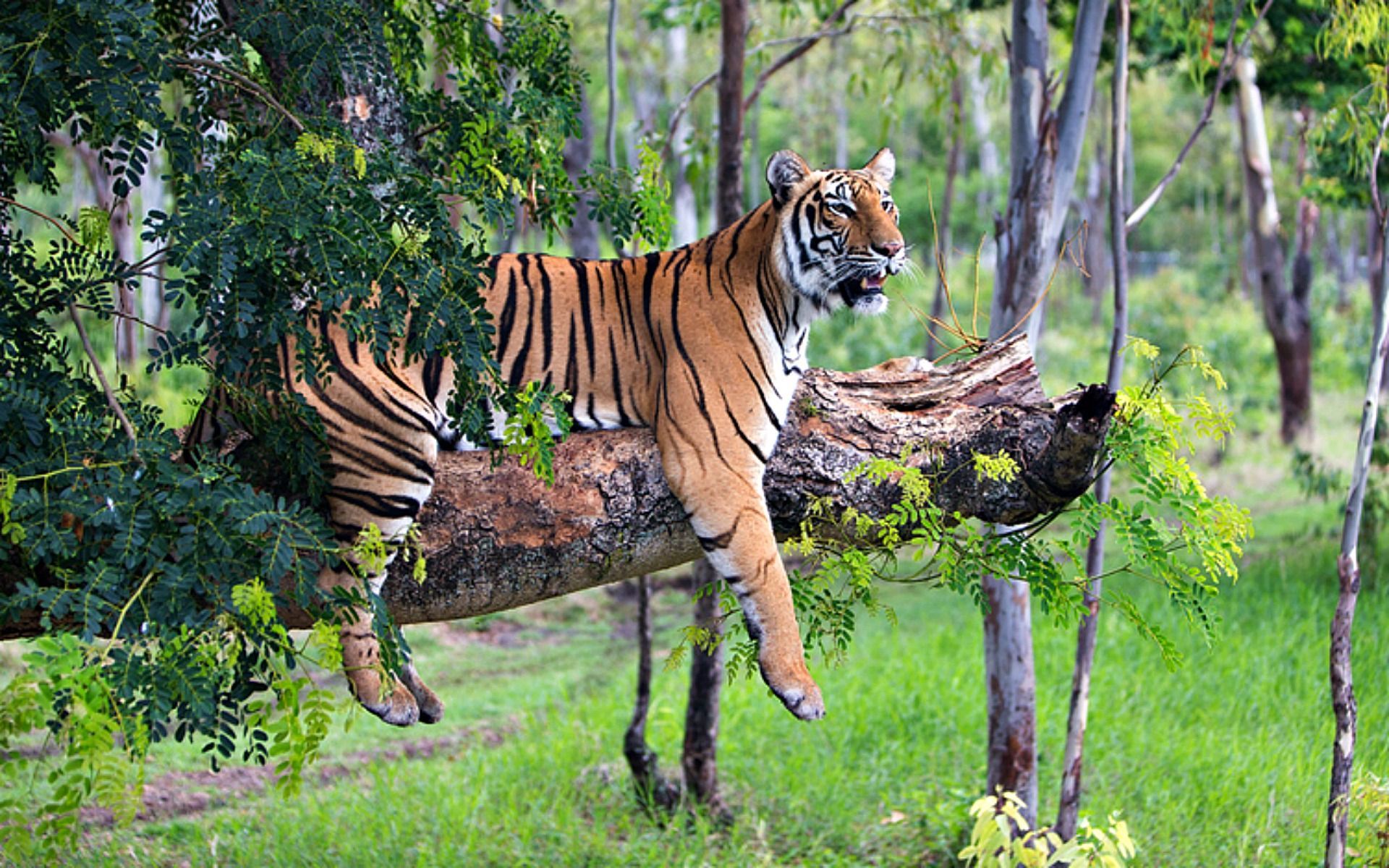 Tiger Relaxing In Tree Wide Desktop Background wallpaper free