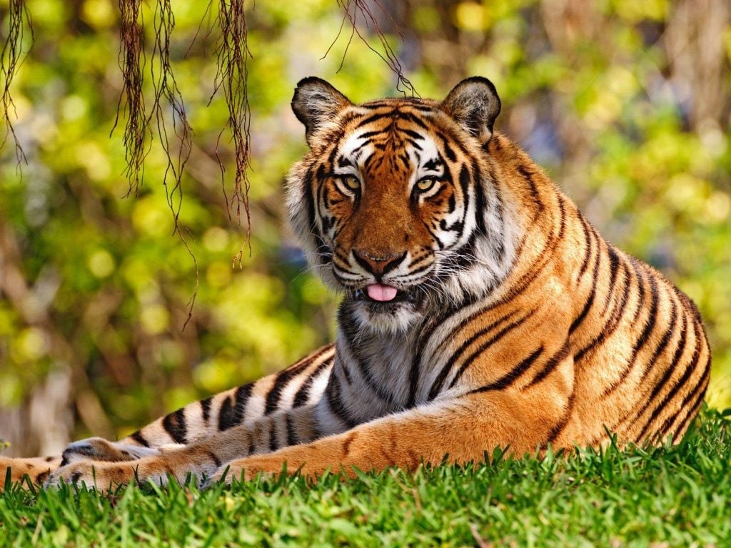 Tiger Relaxing On The Grass Wallpaper
