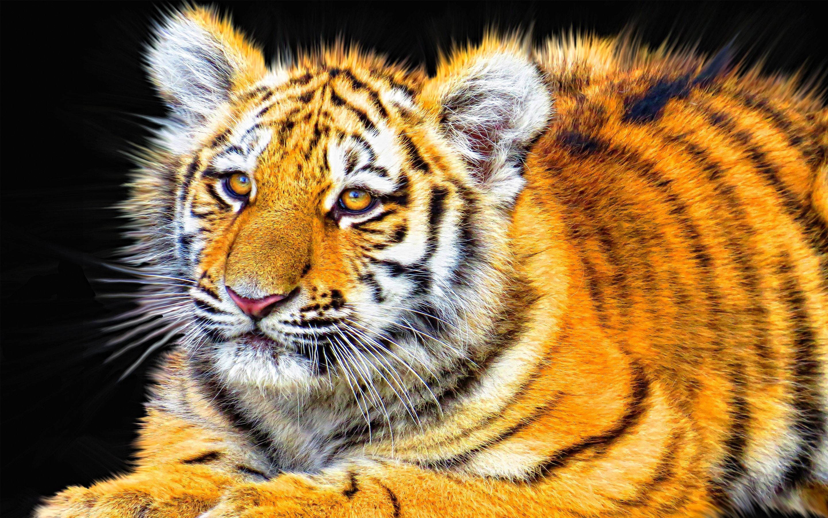 tiger cub relaxing HD Wallpaper. Background Imagex1800