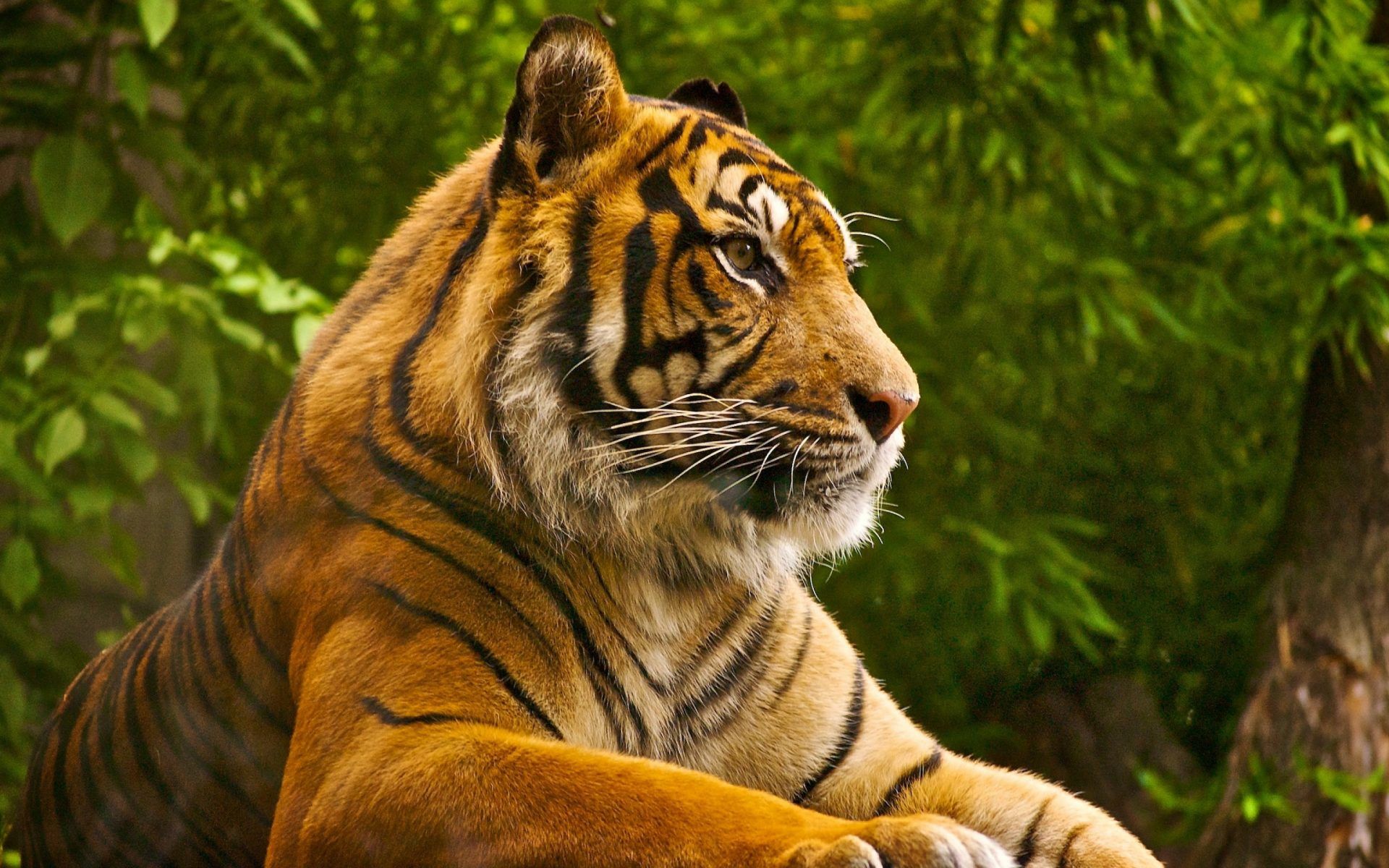 Bengal Tiger Desktop Background HD 955, Wallpaper13.com