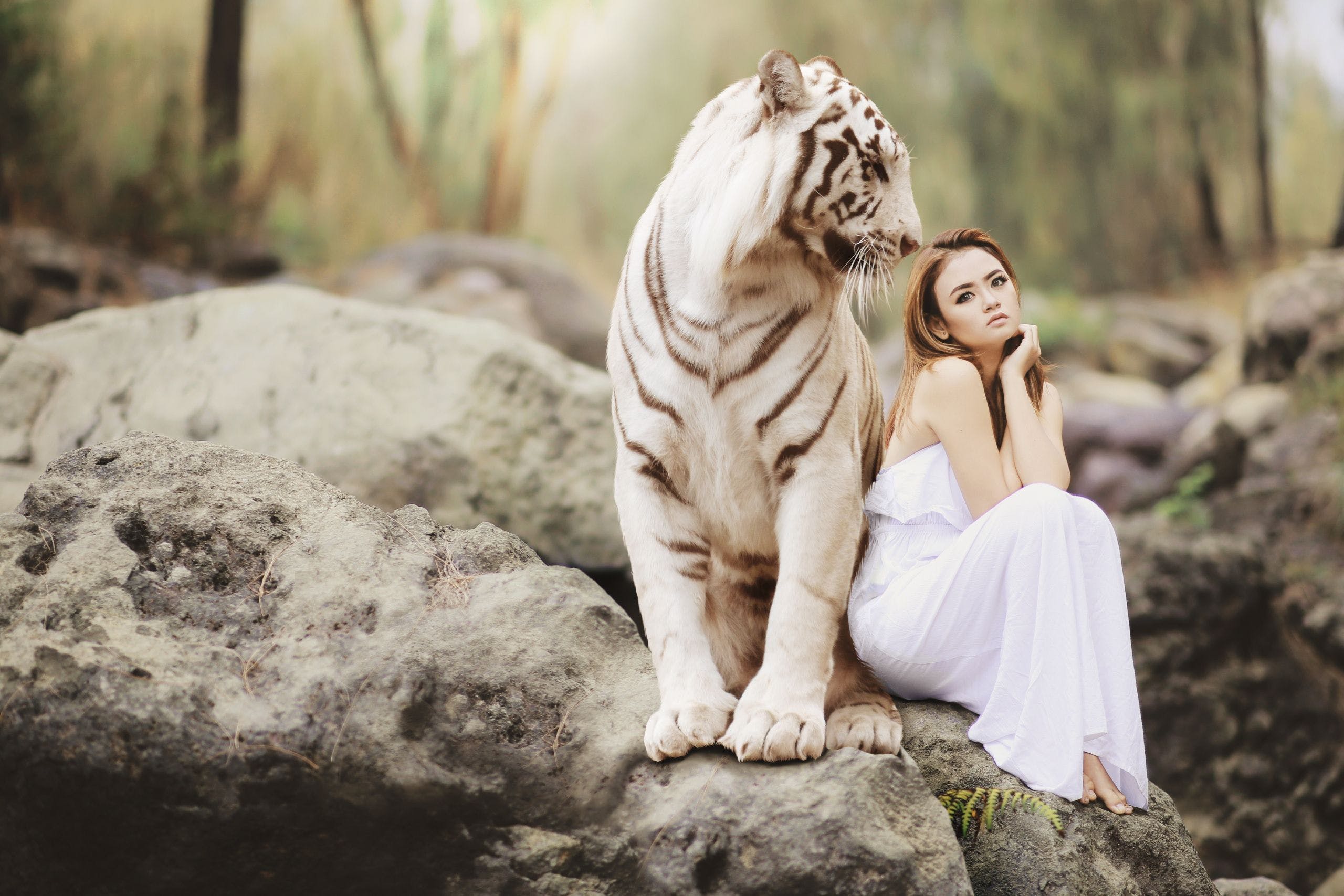 HD Woman with white Tiger Wallpaper