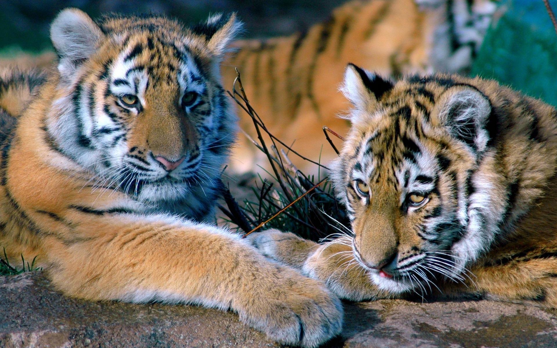 Tiger Cubs Relaxing HD desktop wallpaper, Widescreen, High