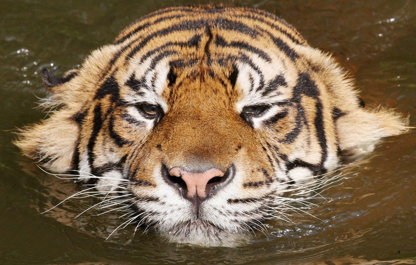 Wallpaper water, tiger, relax, kitty image for desktop, section