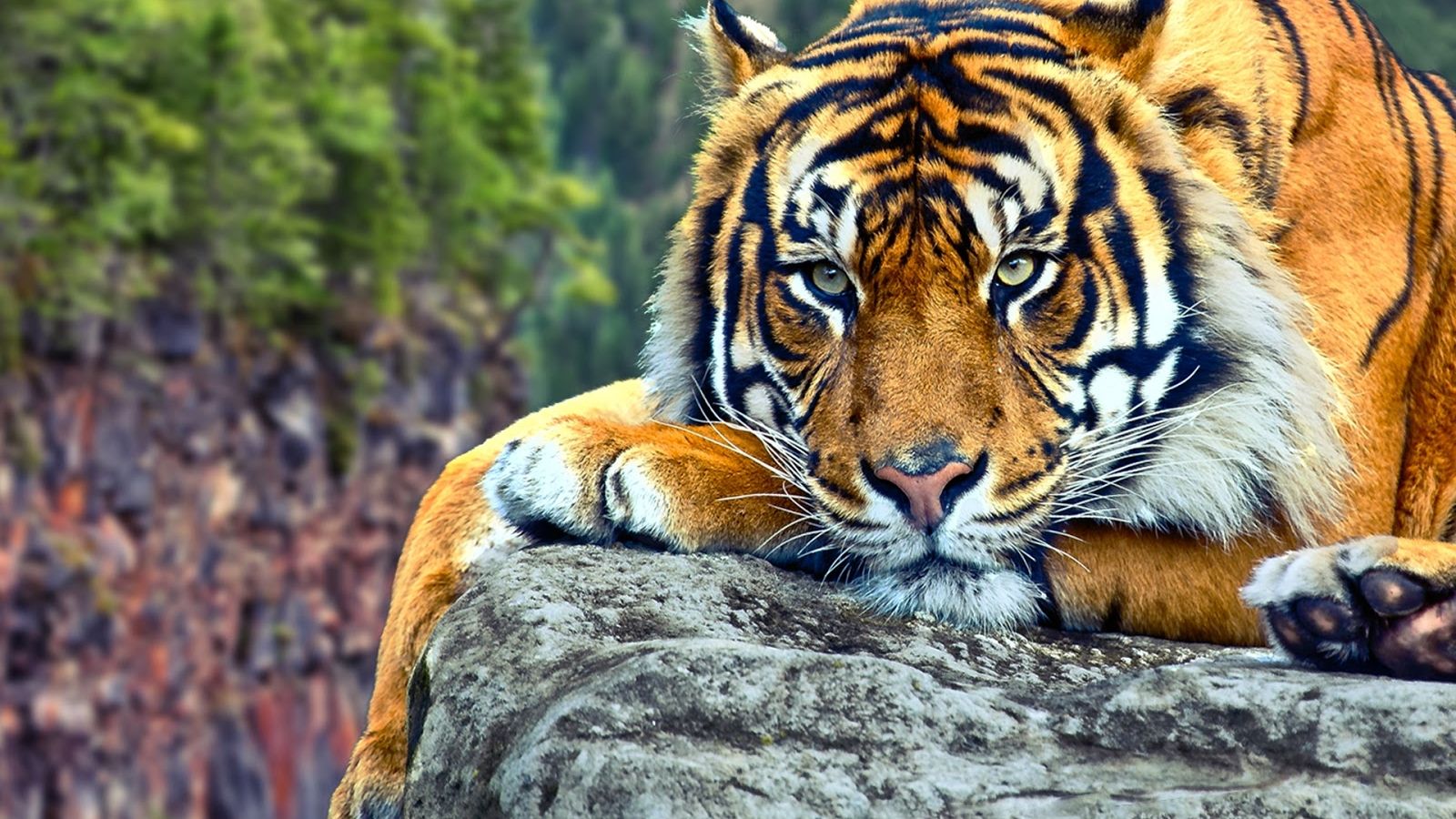Free download 106 Tiger Wallpaper Most beautiful places in