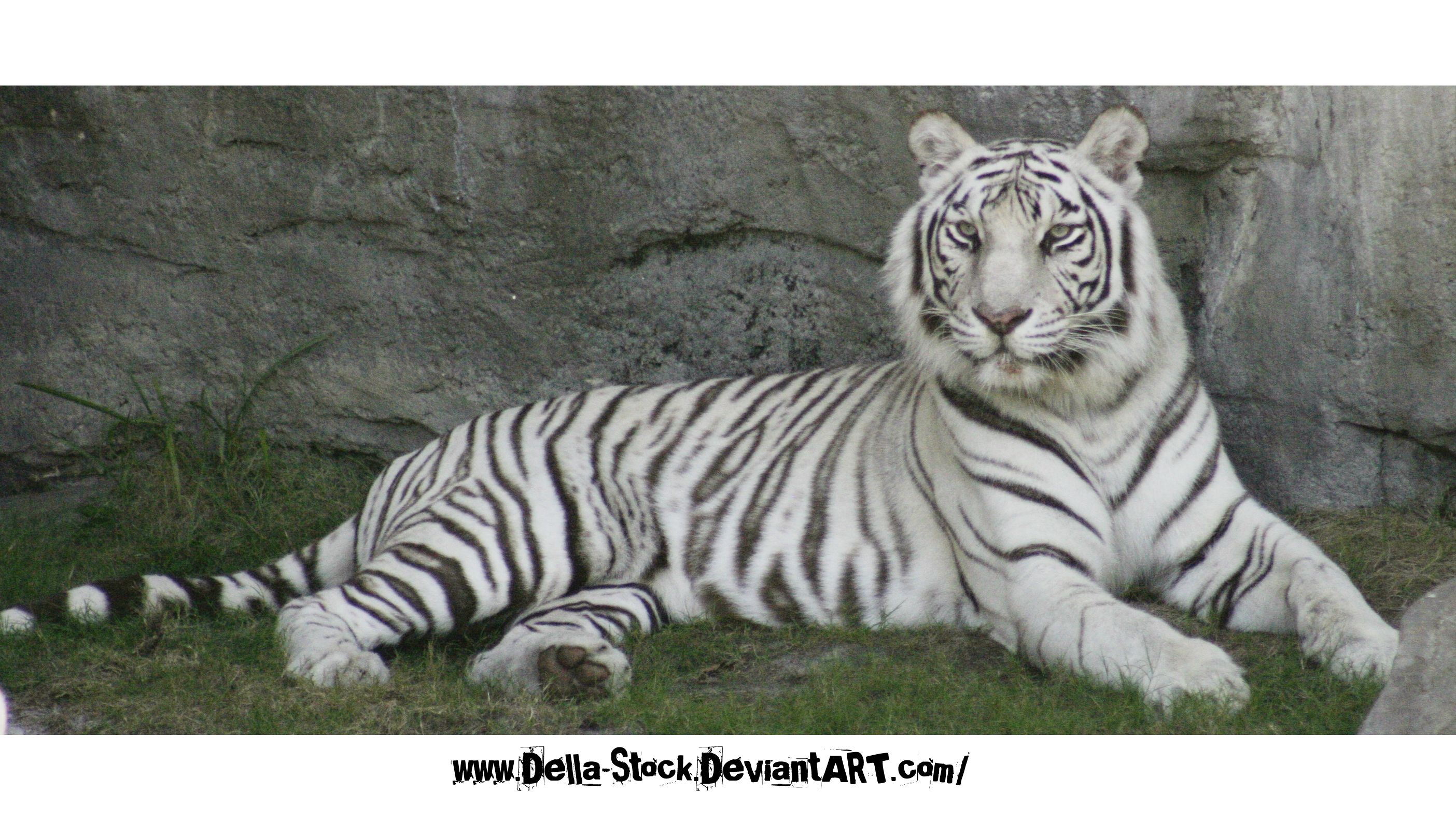White Tiger wallpaper, Animal, HQ White Tiger pictureK