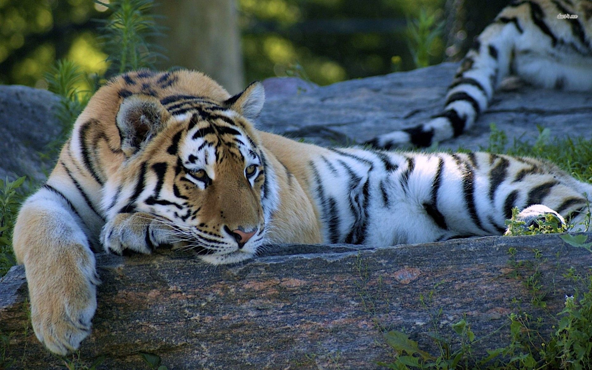 Resting tiger wallpaper wallpaper