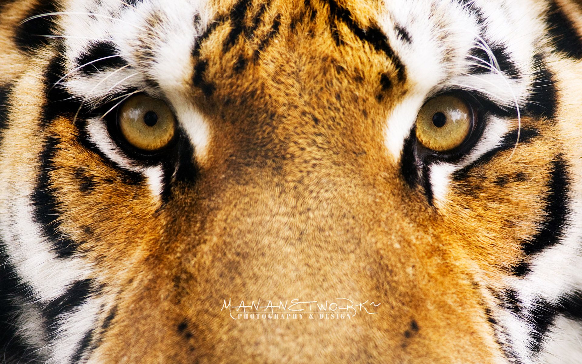 of tiger 4K wallpaper for your desktop or mobile screen