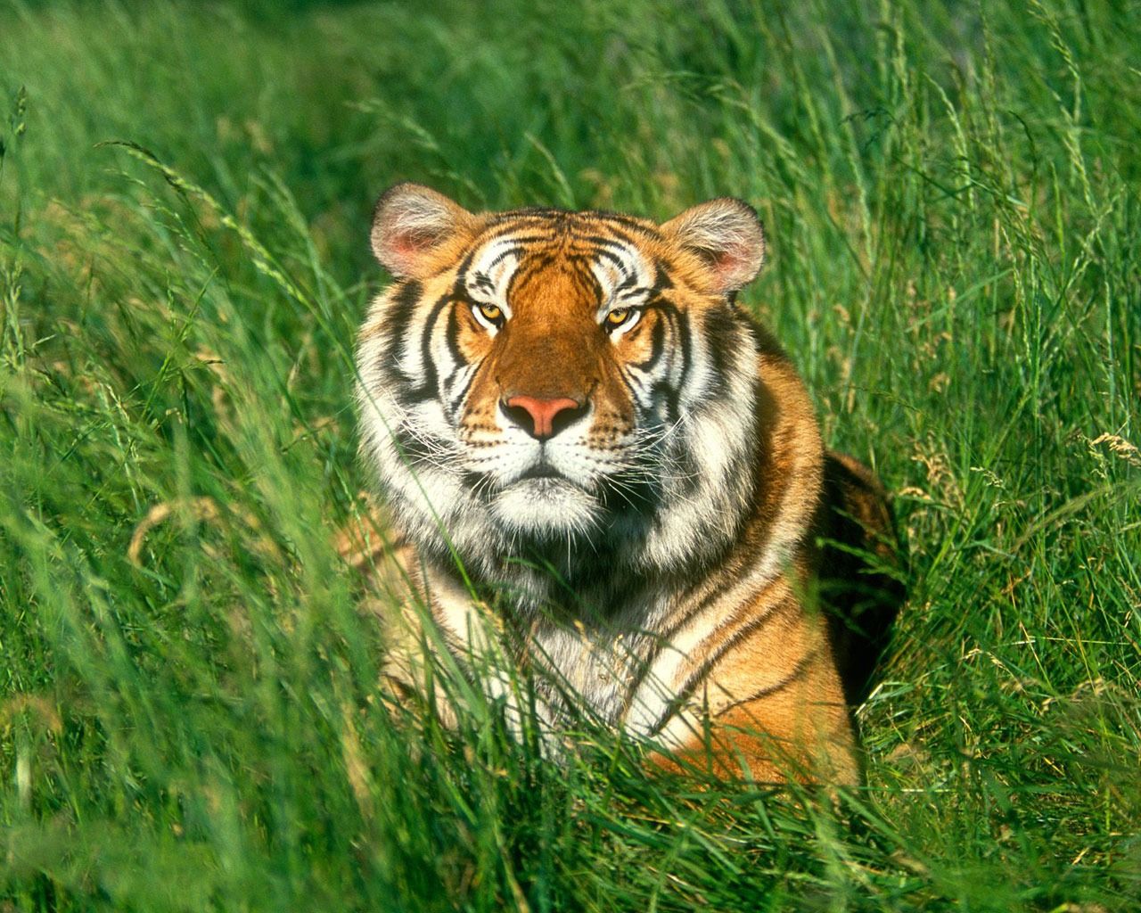 Sunbather Bengal Tiger Wallpaper Tigers Animals Wallpaper in jpg