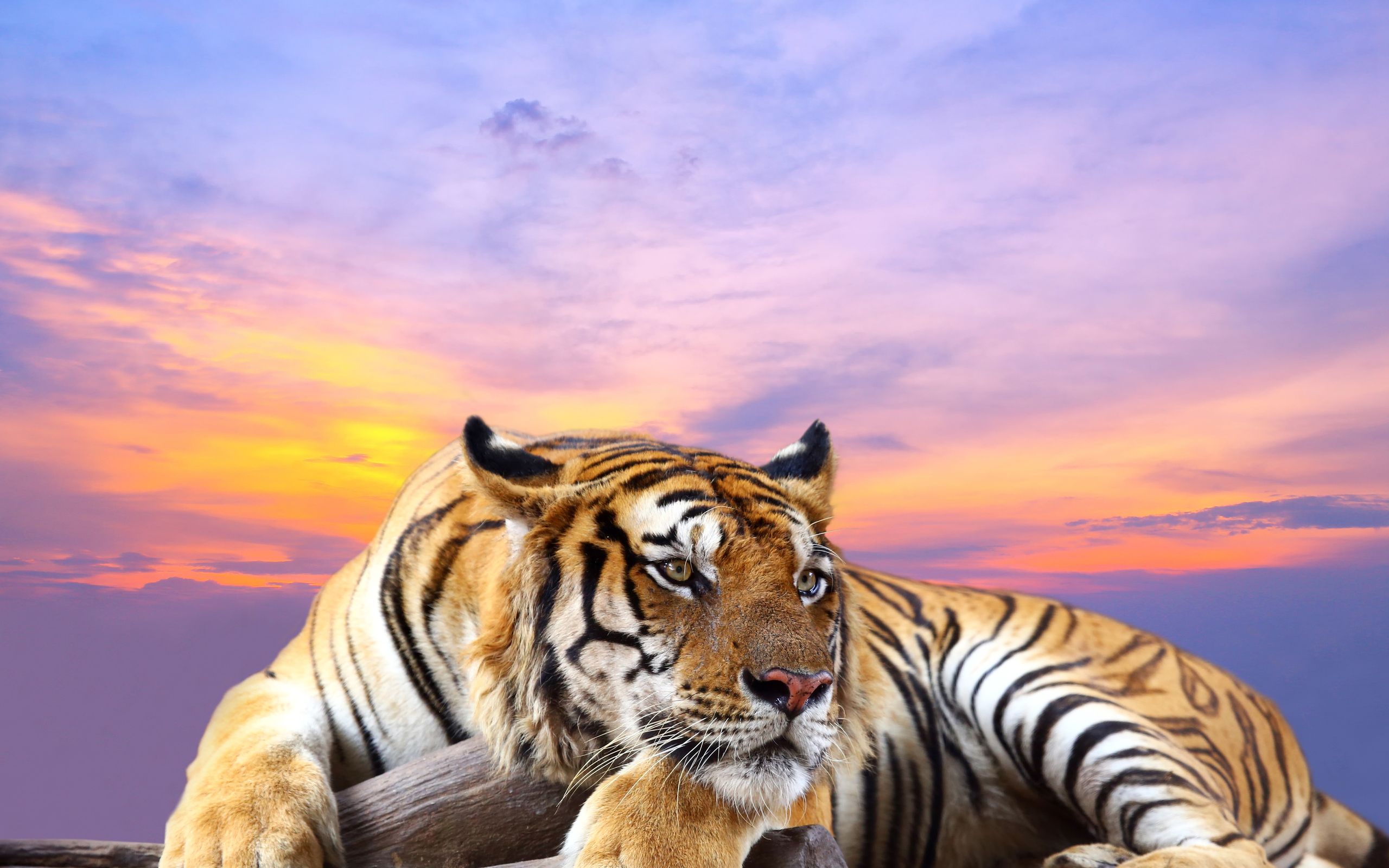 Tiger at sunset 4K Ultra HD wallpaper