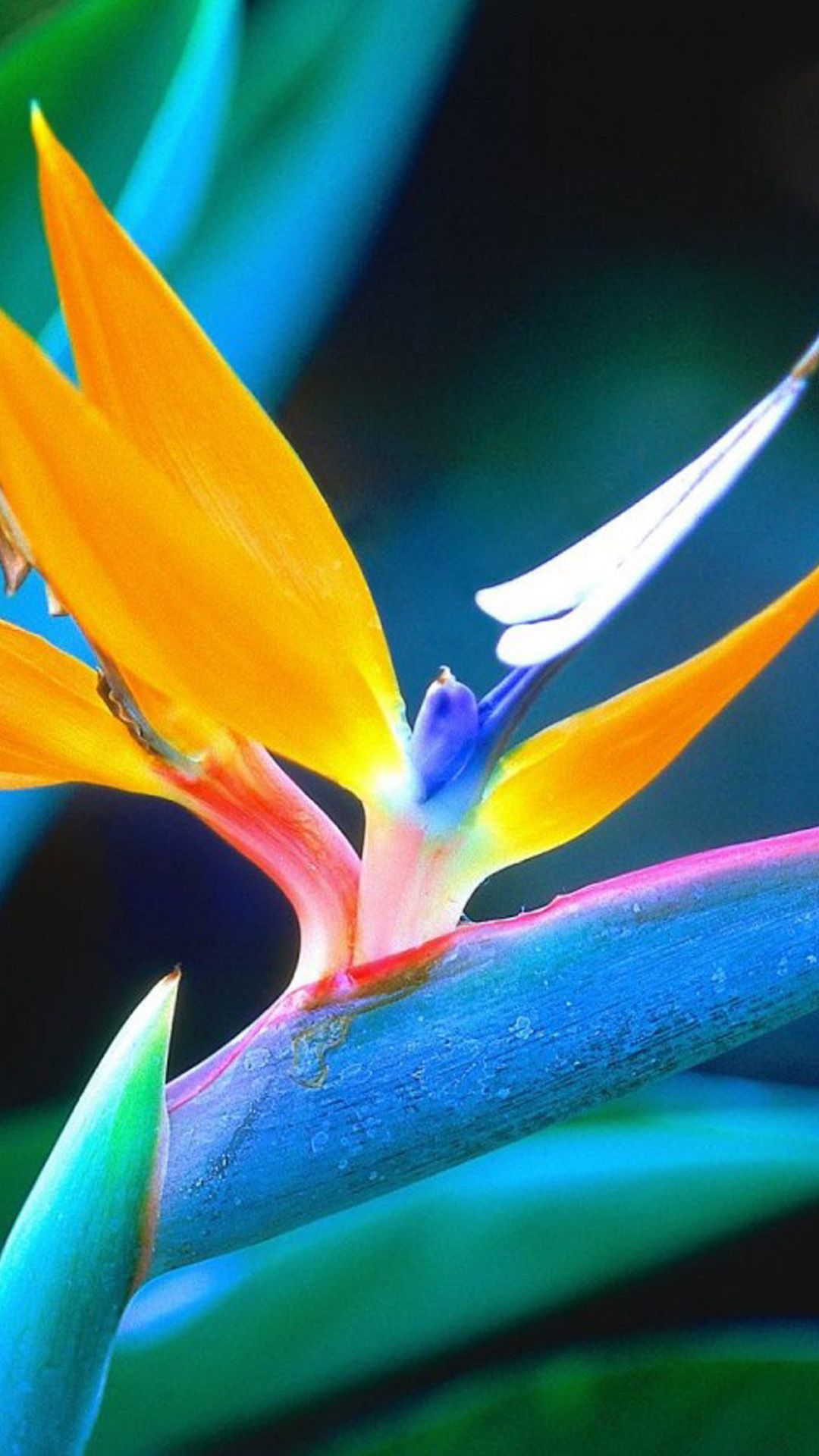 Spring Blue Orange Flower Plant Bloom Android Wallpaper free download