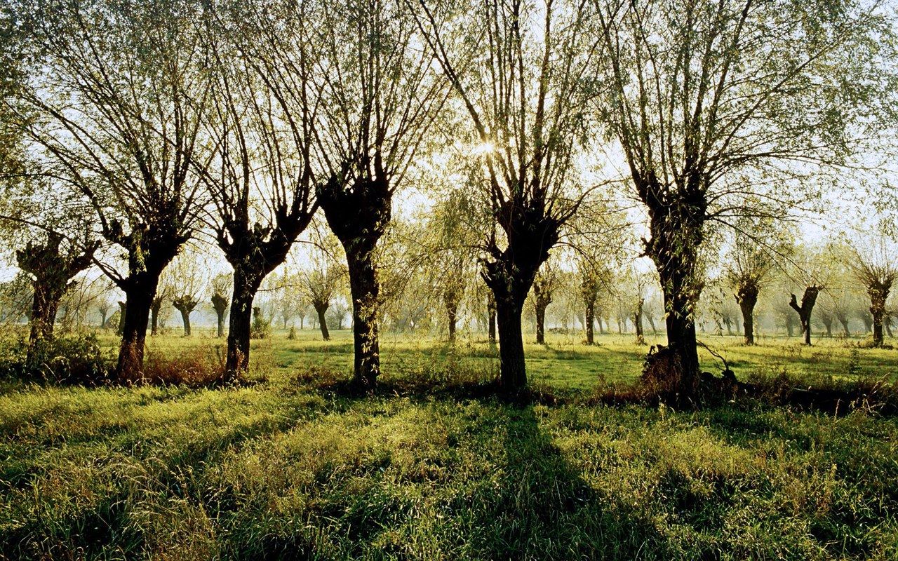 Poland, Wierzby, Mazowsze Willow Trees in the Mazowsze Region