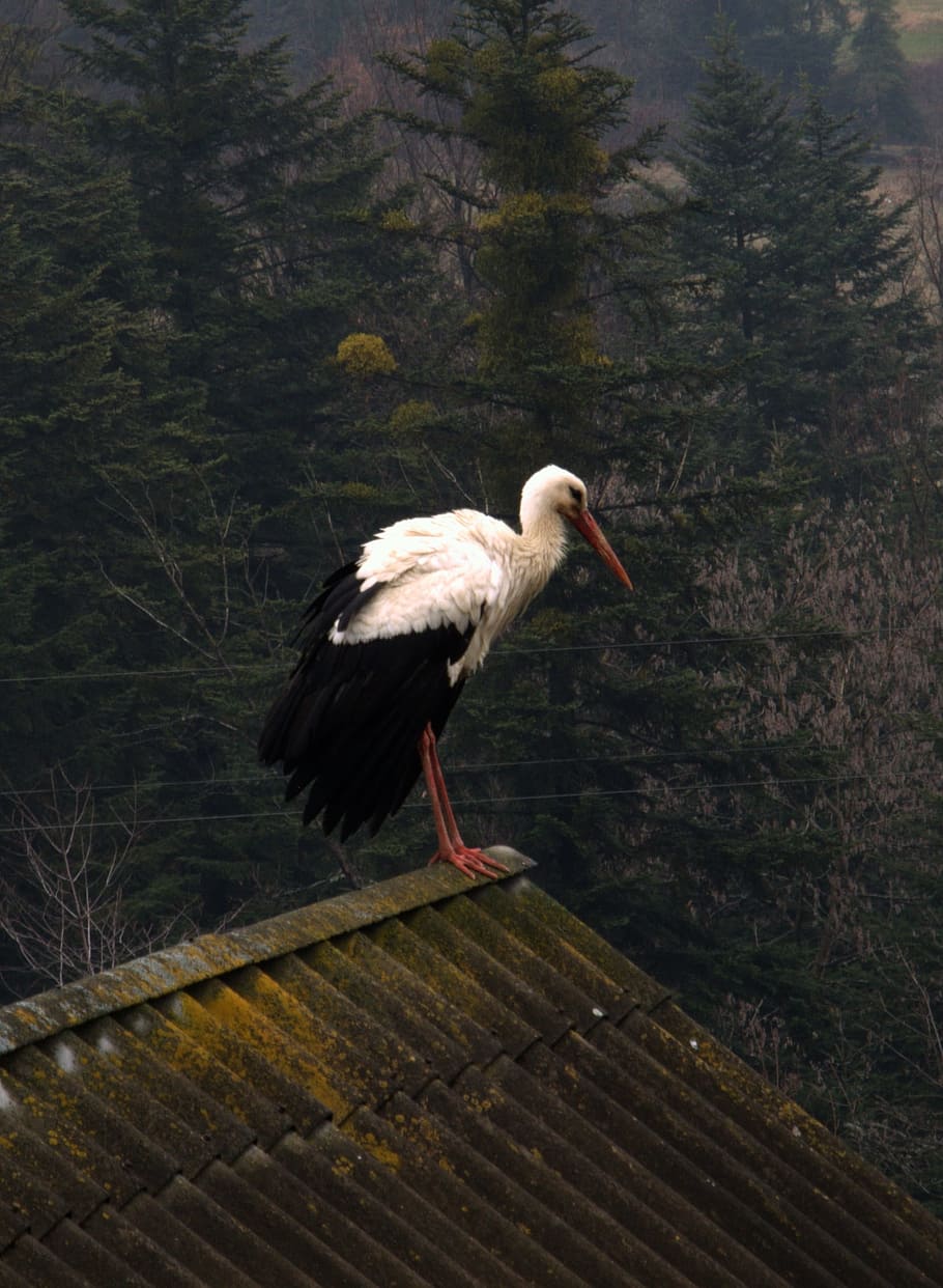 HD wallpaper: Stork, Bird, Nature, Spring, Poland, black stork