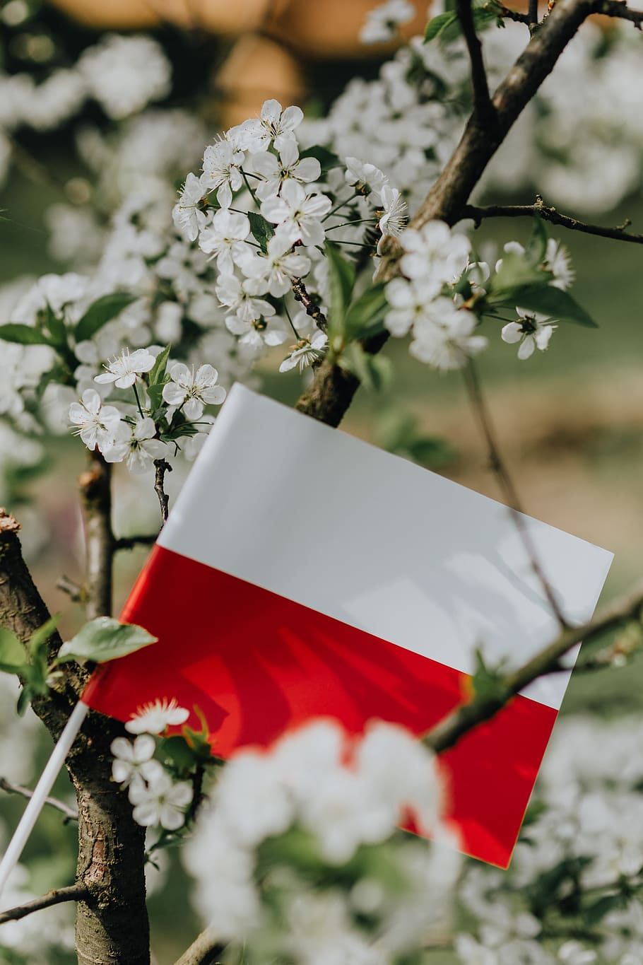 HD wallpaper: Flag of Poland Flaga, nature, Europe, tree