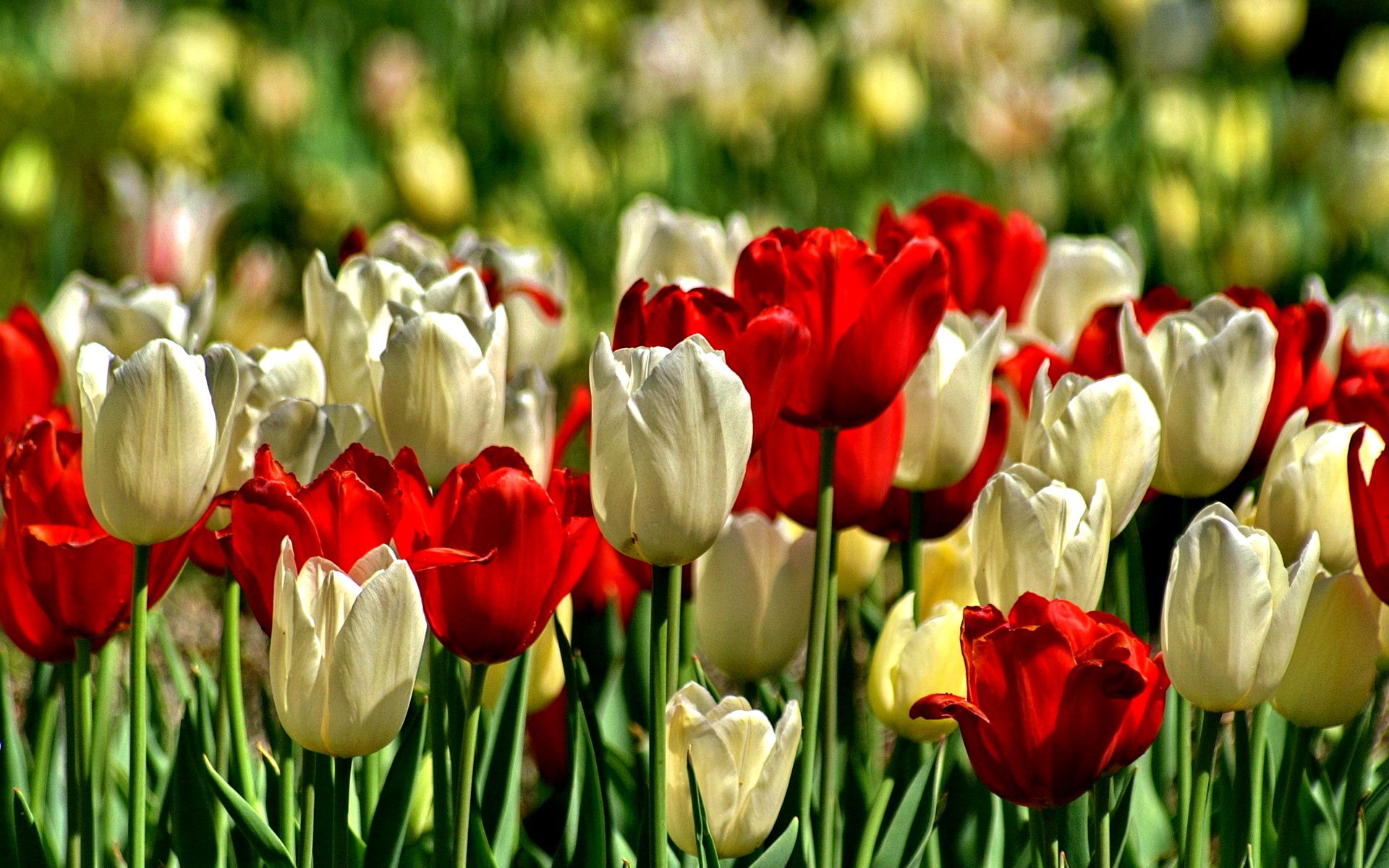 flowers, colors of nature, fields, tulips, nature, paradise