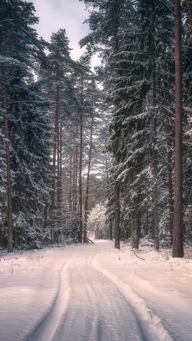Knyszyn Forest Landscape Park, Poland, trees, snow, winter