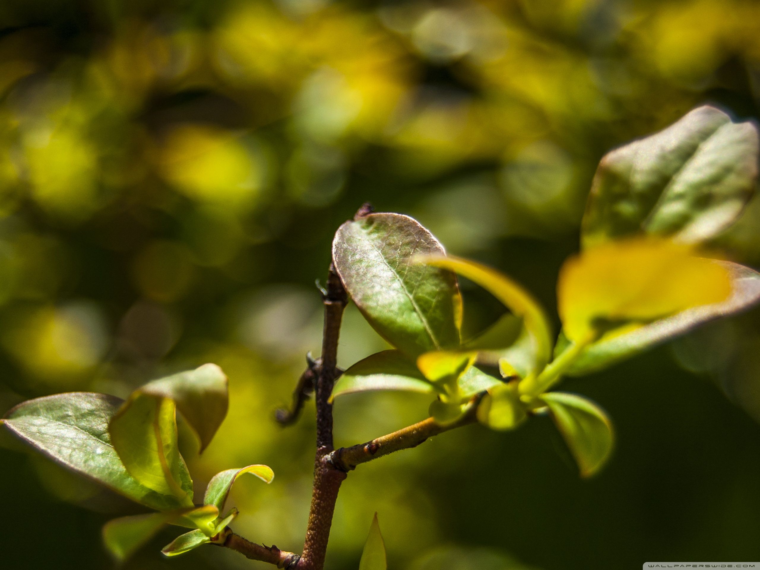 Spring Poland Wallpapers - Wallpaper Cave