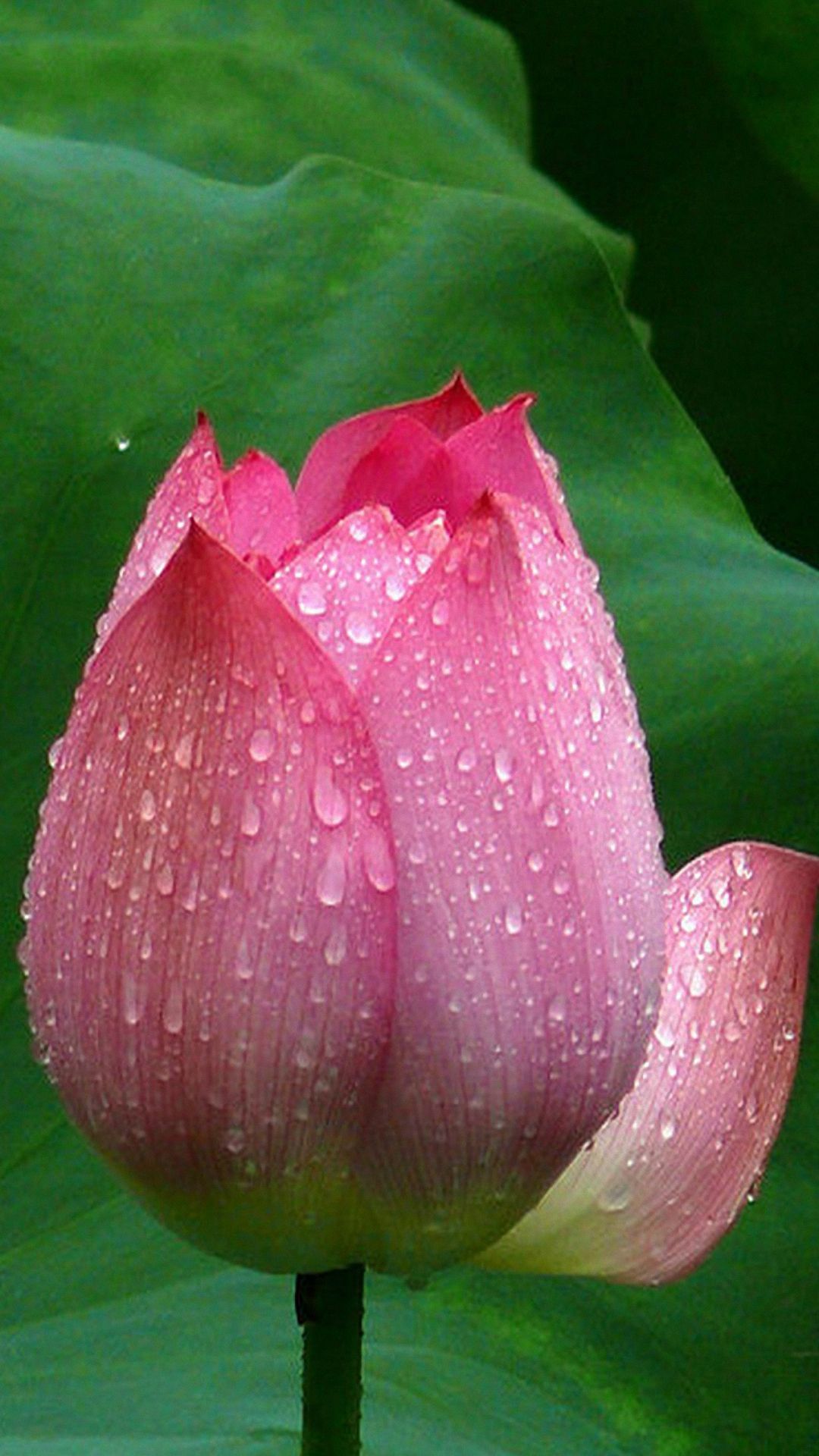 Lotus Flower Closeup Android Wallpaper 1080p Phone