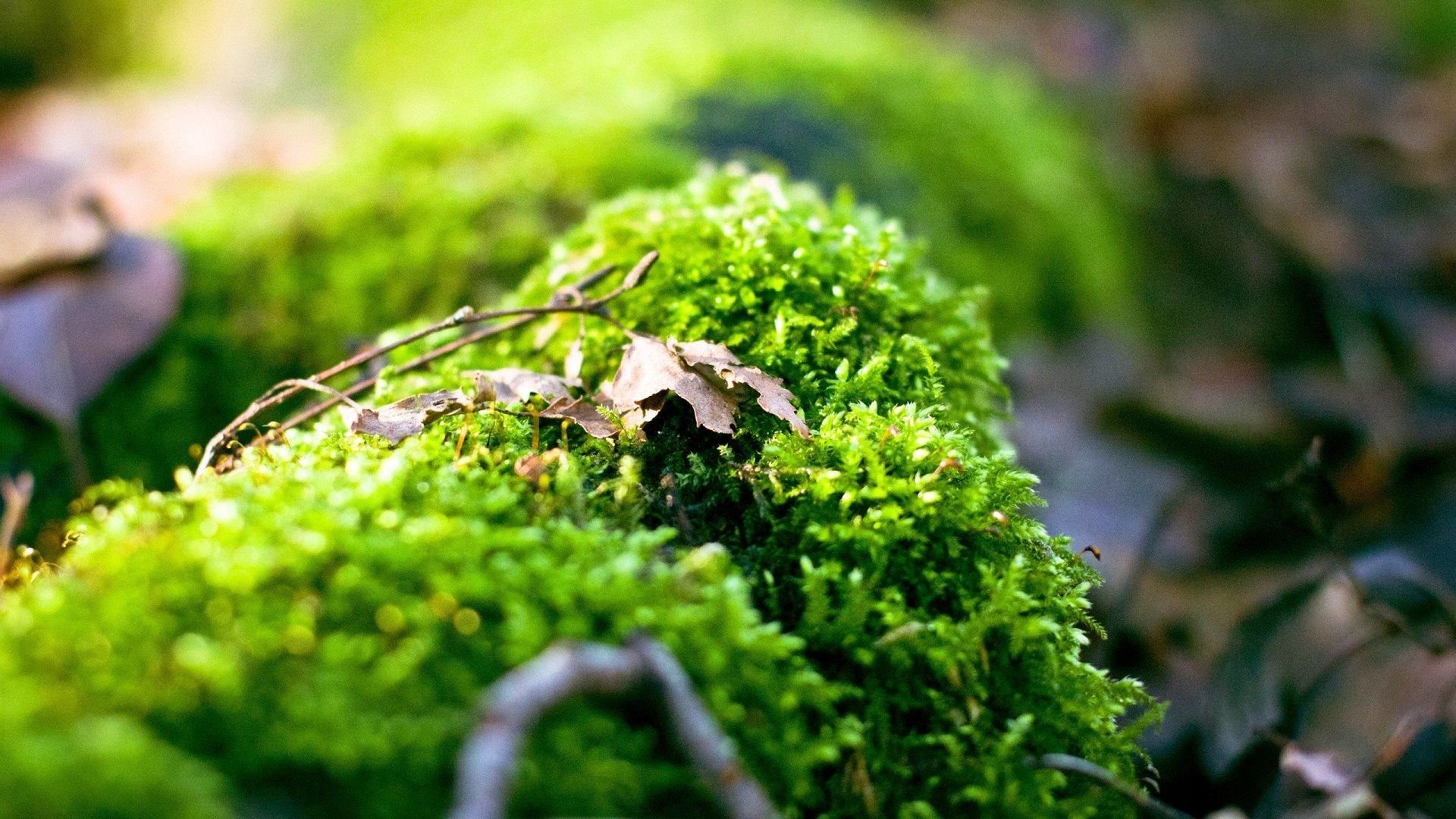 Moss Wallpapers - Wallpaper Cave