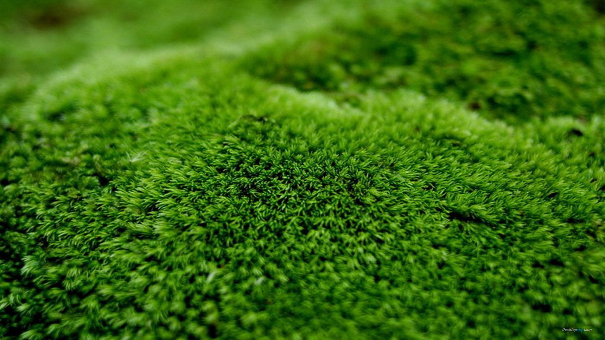 Moss close up iPhone Wallpapers  Shades of green Simple green Green