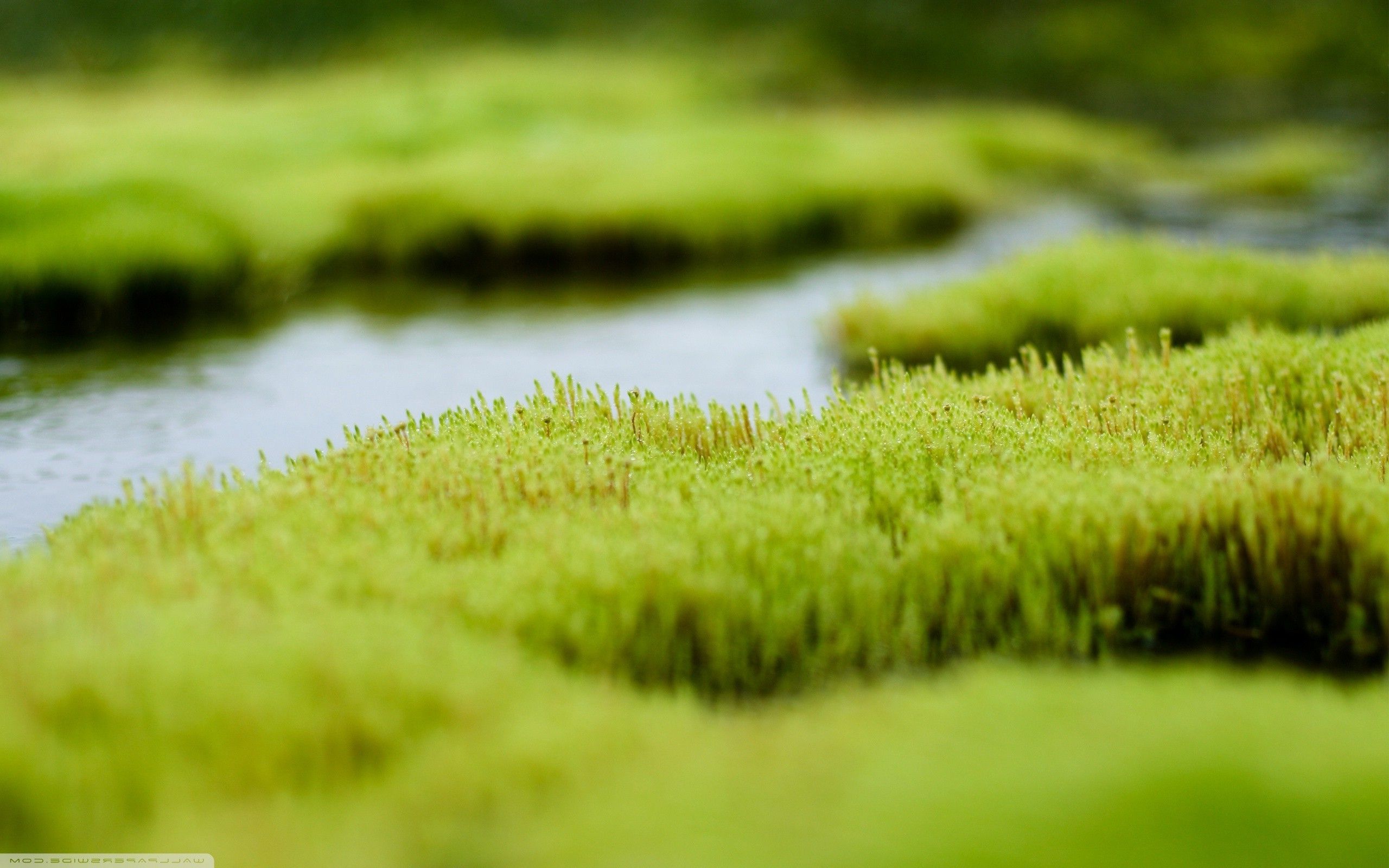 macro, Moss, Depth Of Field, Nature Wallpaper HD / Desktop