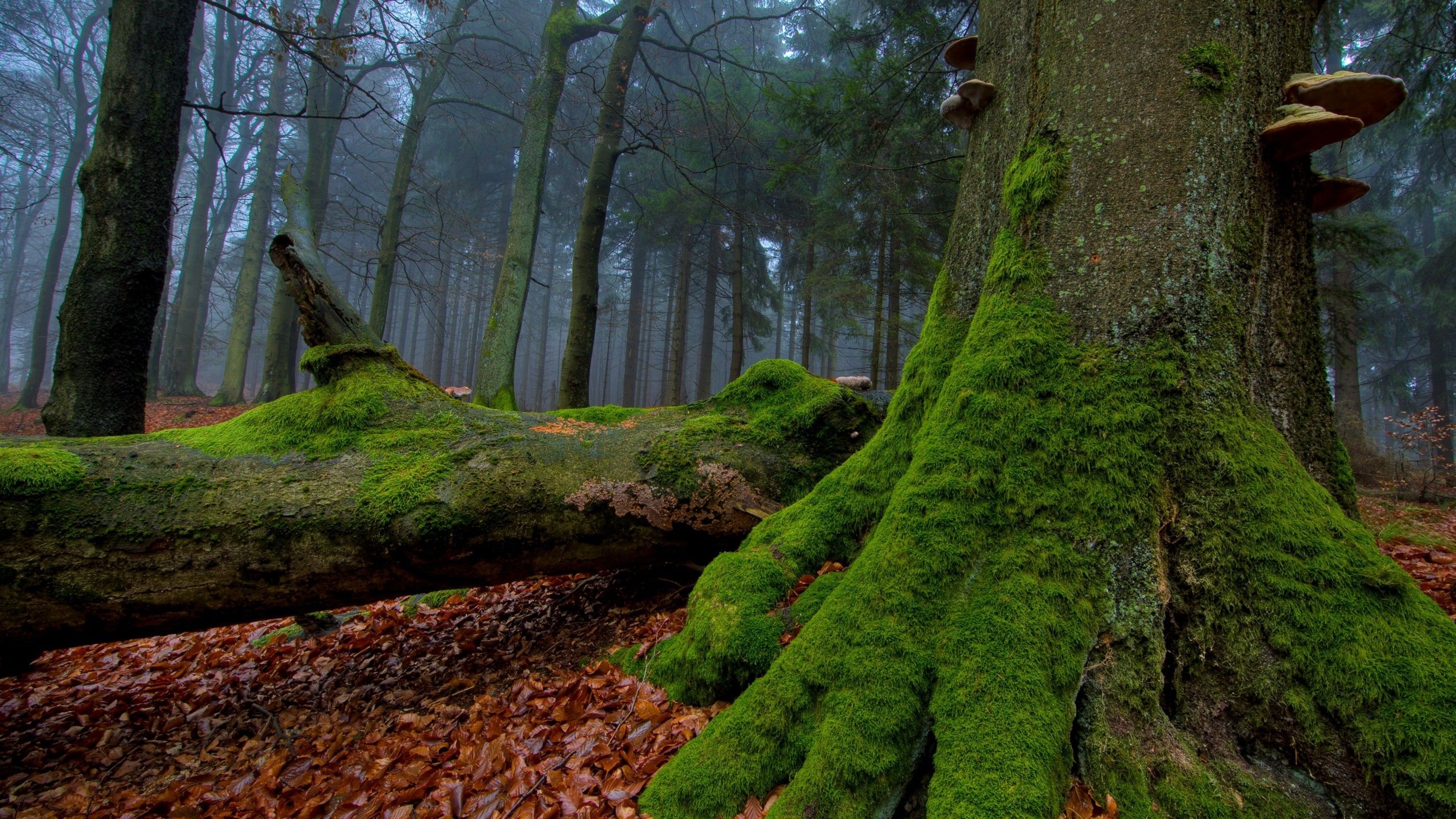 #nature, #leaves, #forest, #moss, wallpaper. General