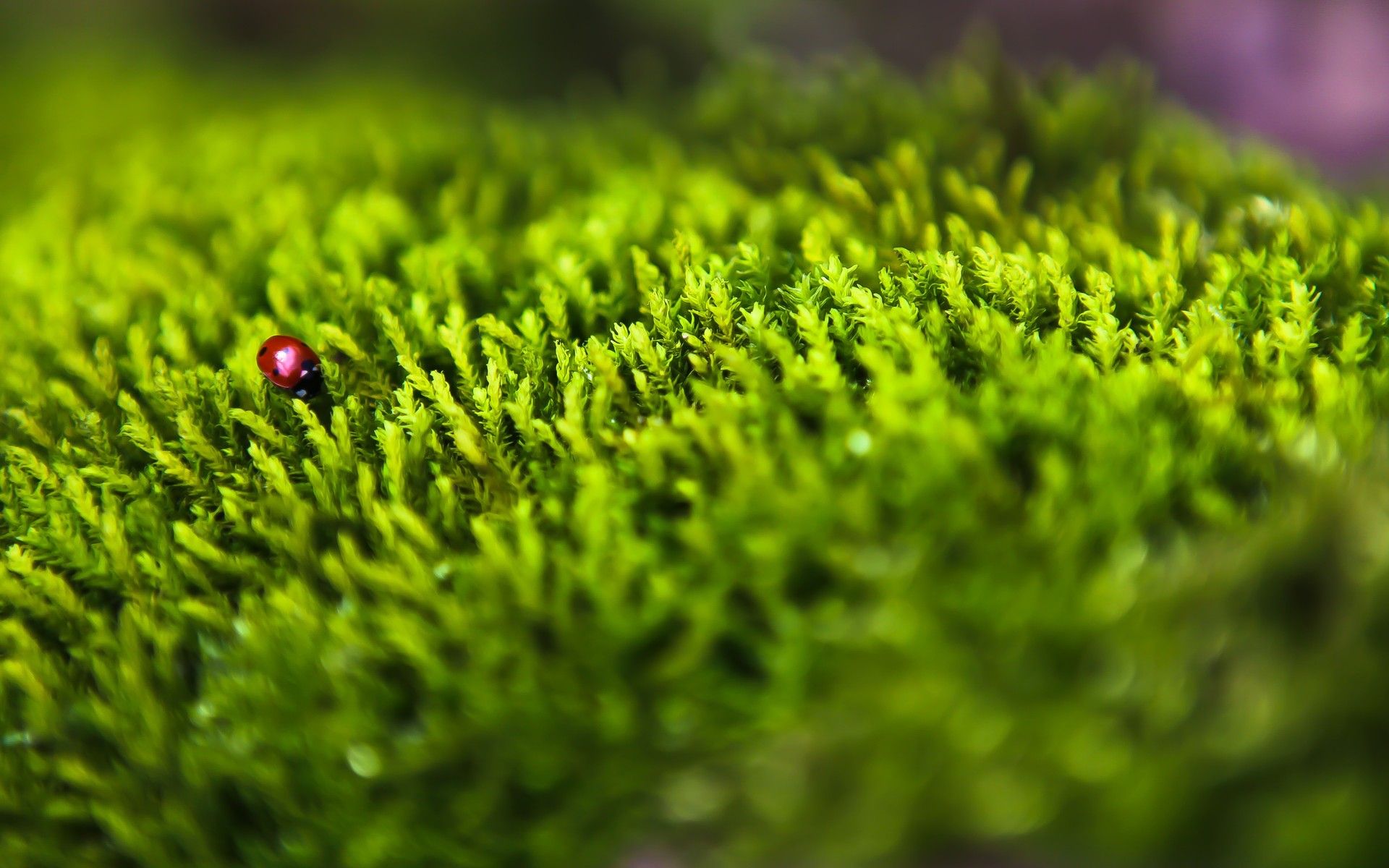 ladybird, Ladtbug, Moss, Macro Wallpaper HD / Desktop and Mobile