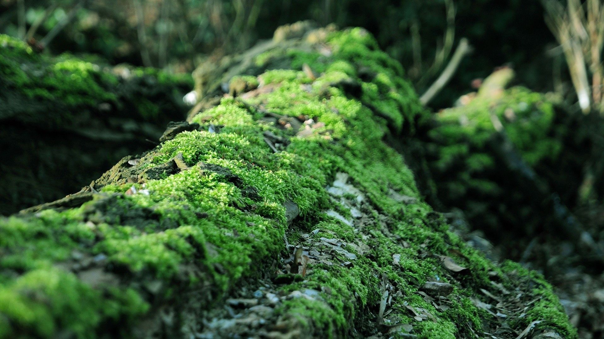 150 4K Moss Wallpapers  Background Images