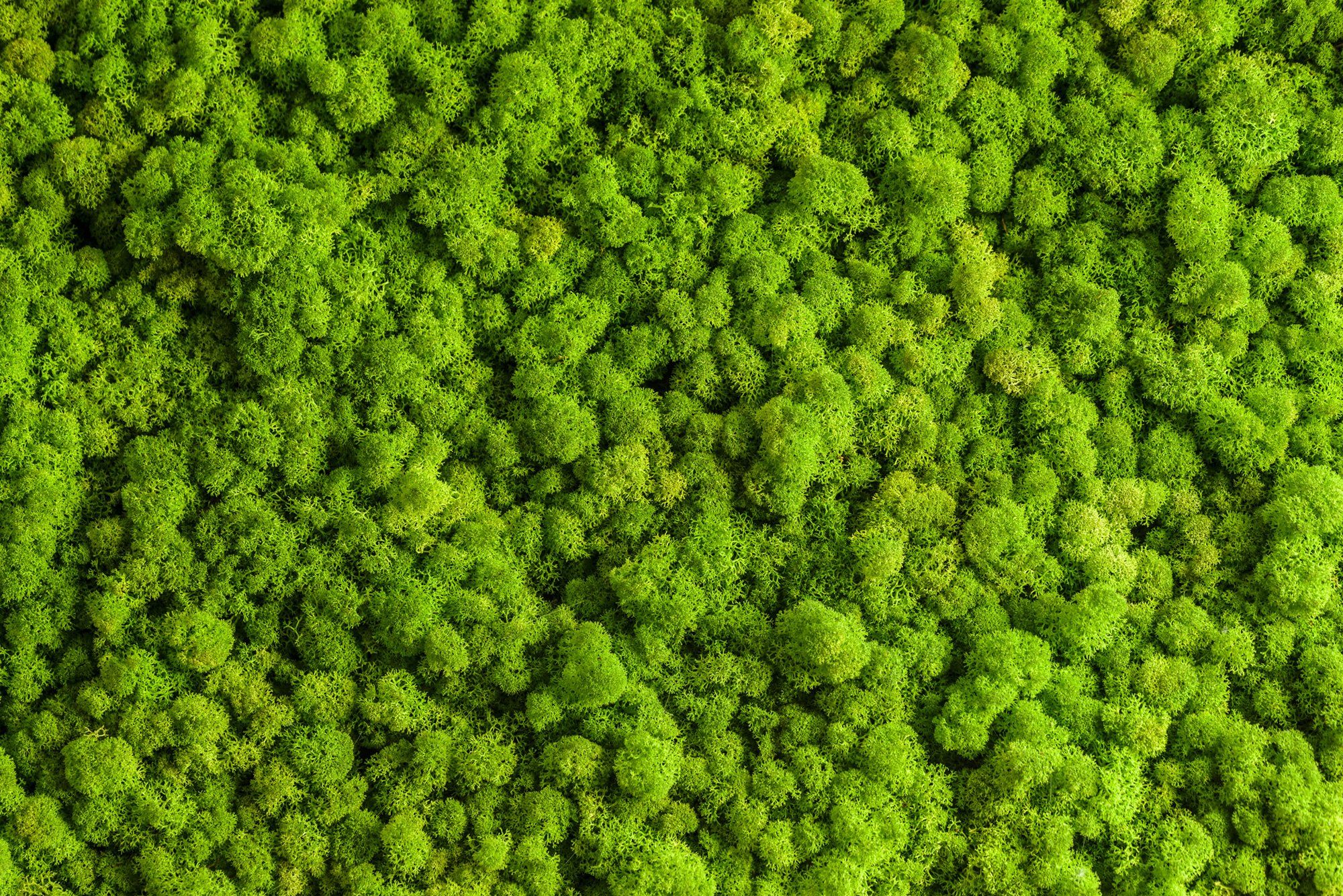 Moss Wallpapers - Wallpaper Cave