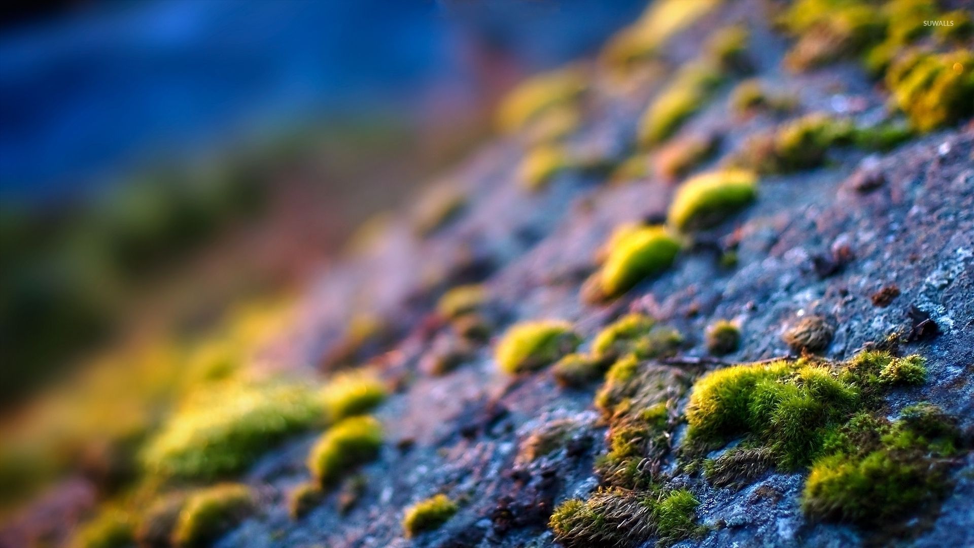 Moss on the rocks wallpaper wallpaper