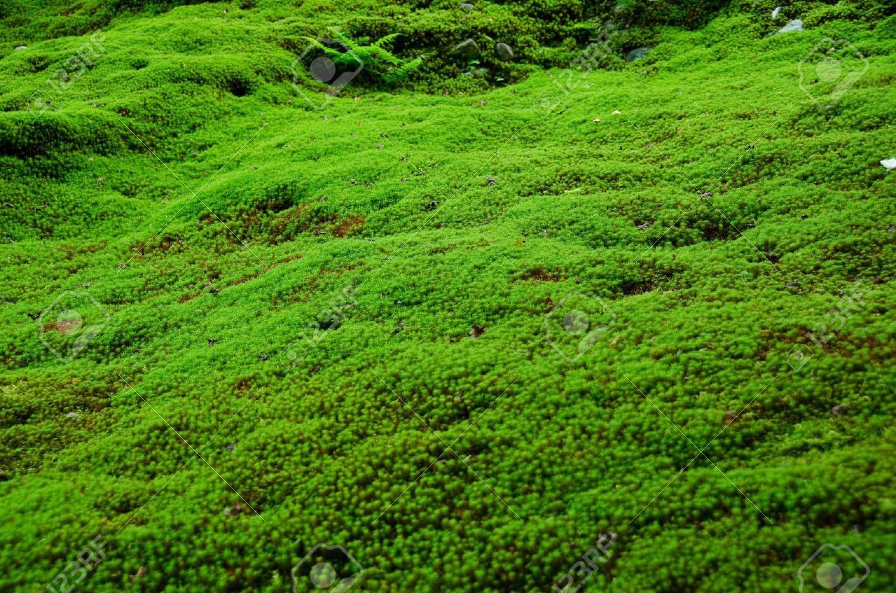 Moss Wallpaper Free Moss Background