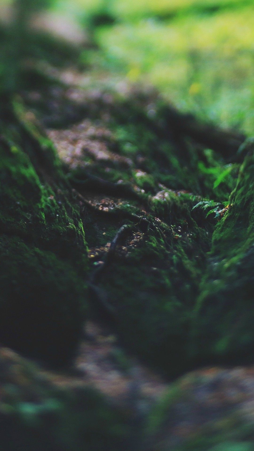 Moss Wallpapers Wallpaper Cave