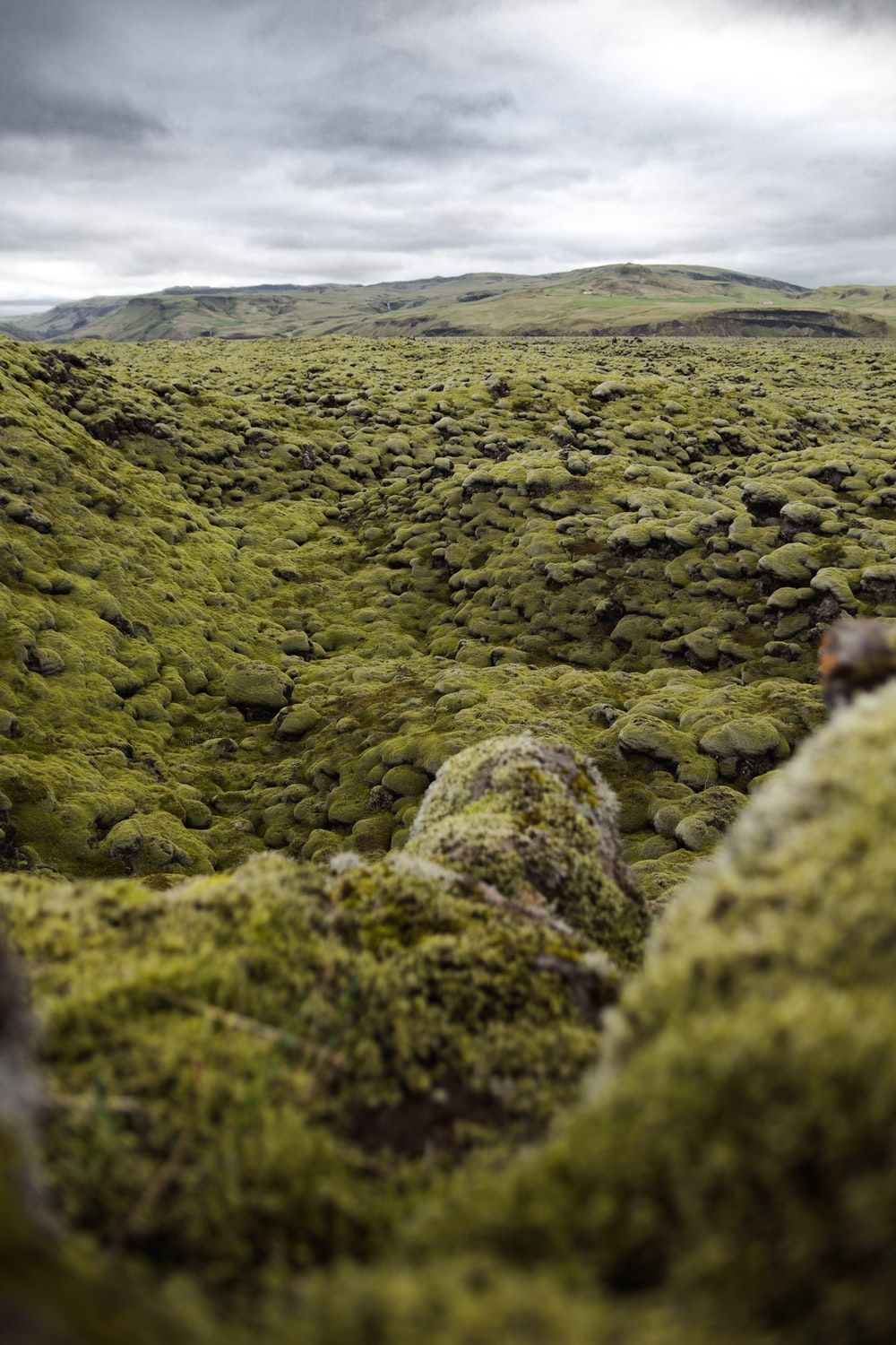 Iceland Moss Picture. Download Free Image