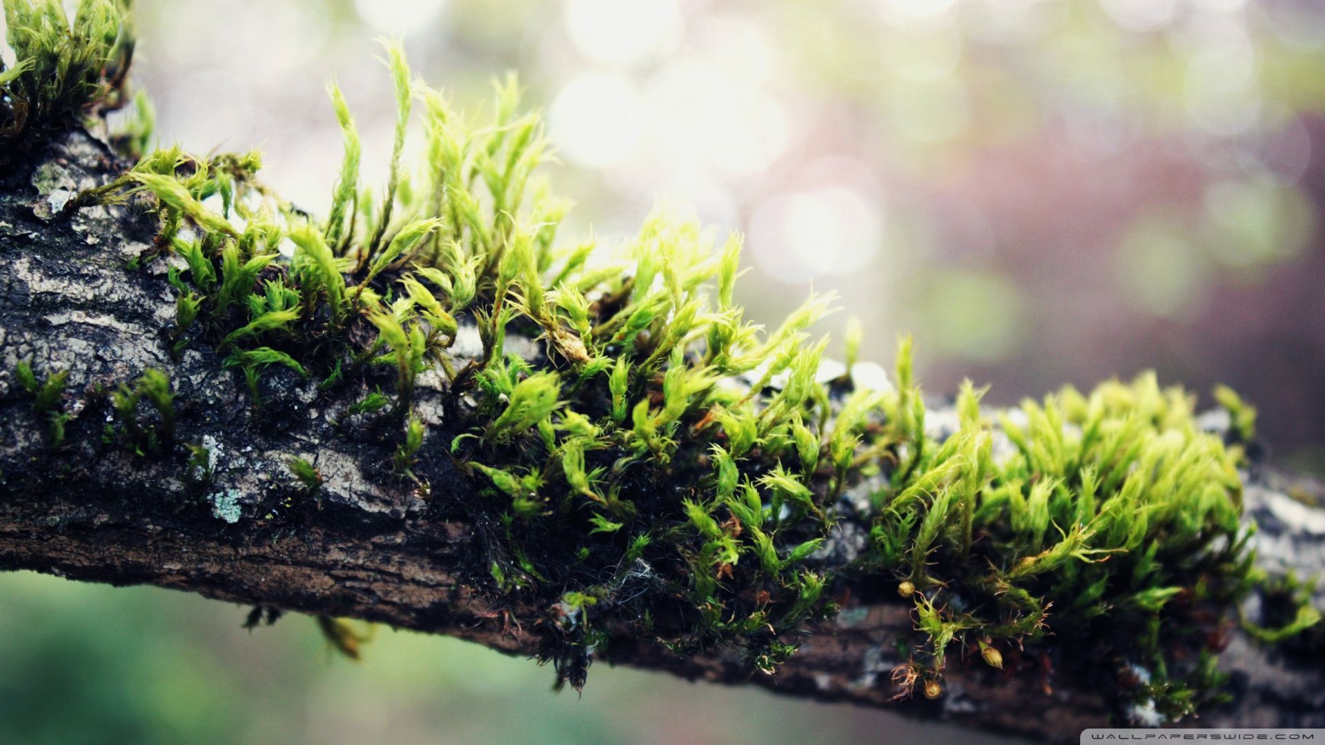 Moss Wallpapers - Wallpaper Cave