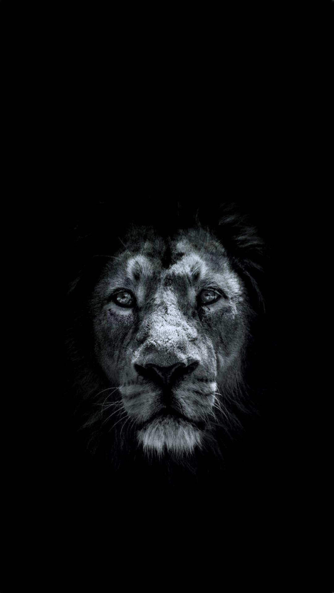 Lion OLED Wallpaper Free Lion OLED Background