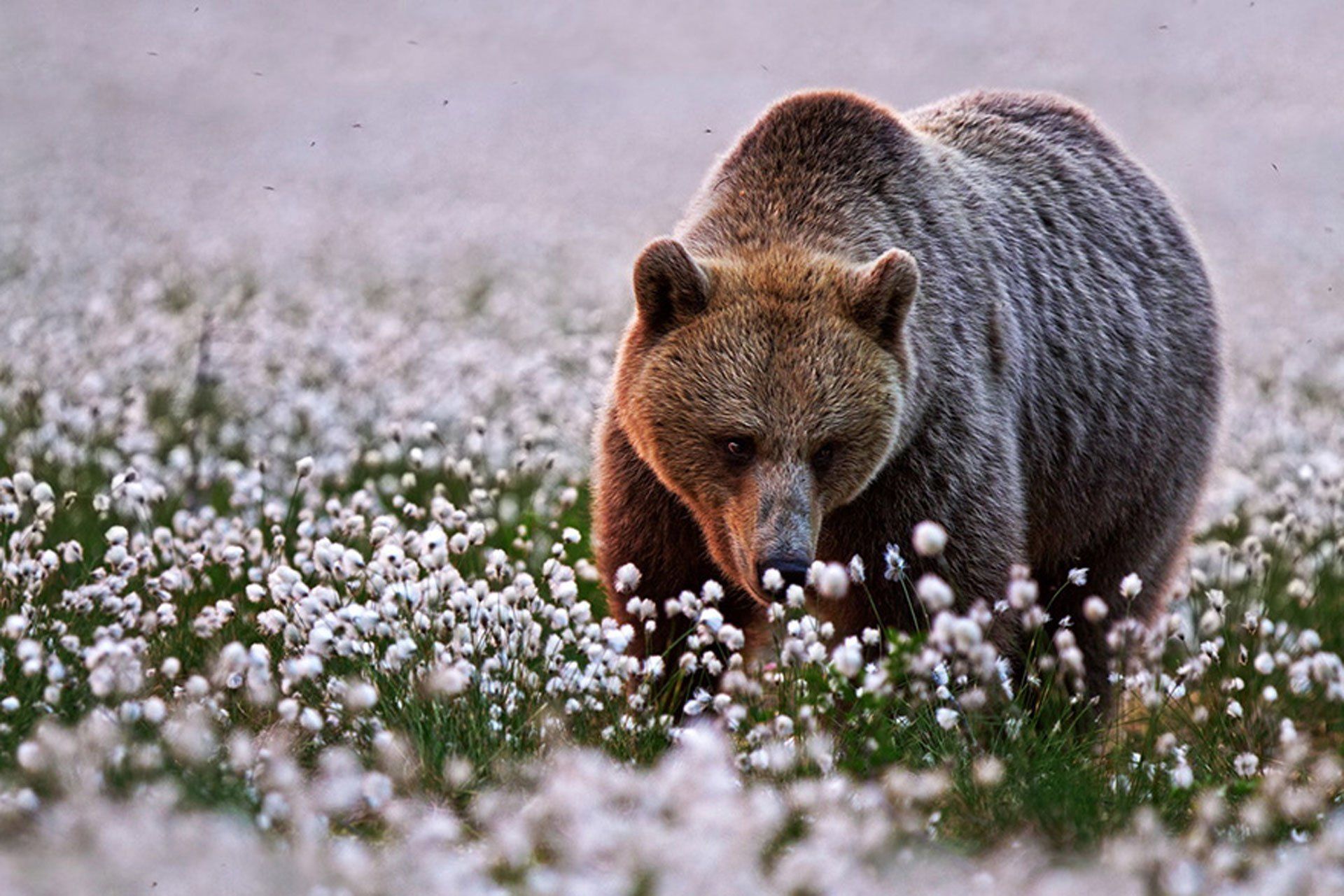 brown bear in the Spring HD Wallpaper. Background Image